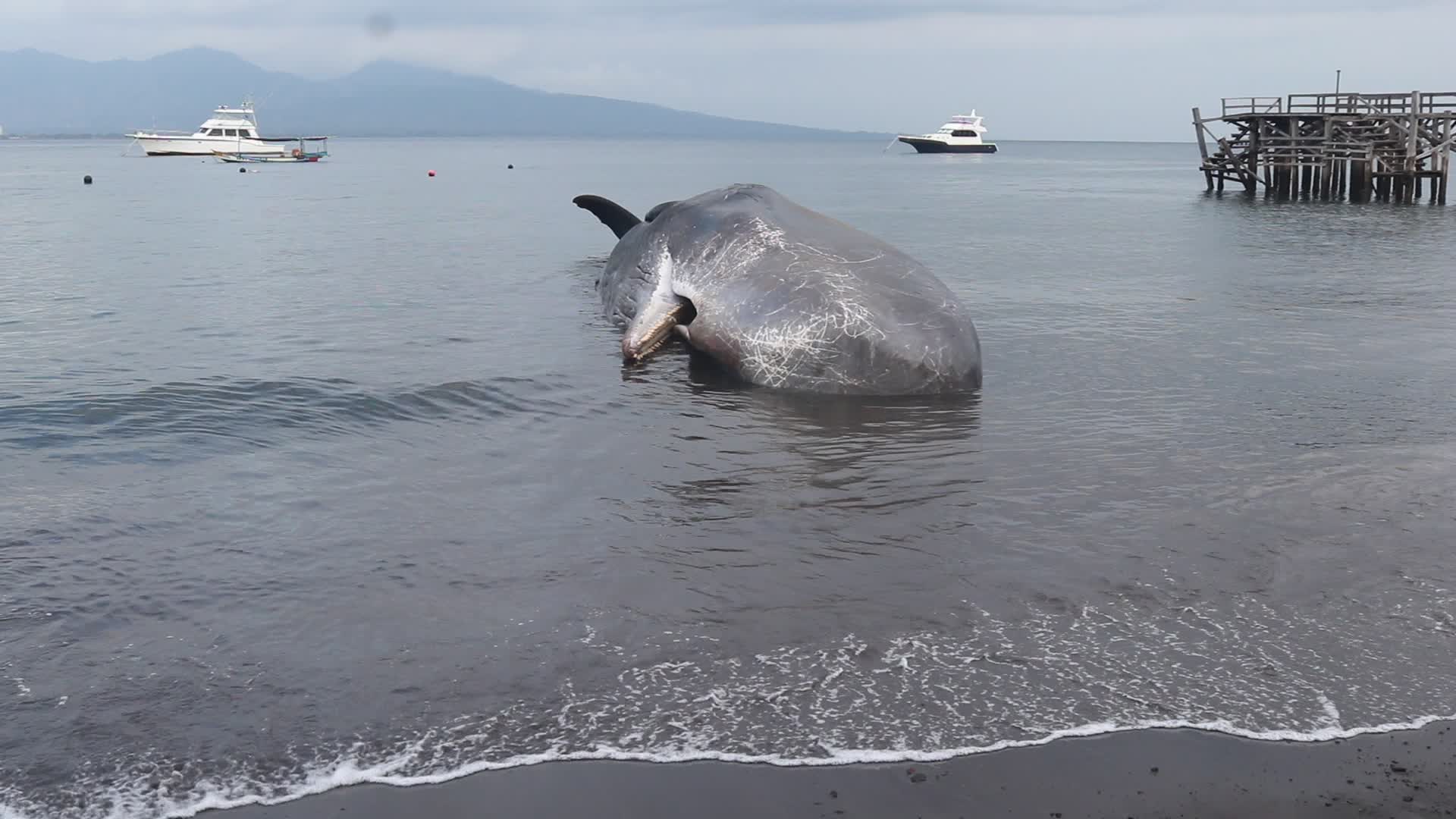 Sperm whale died after stranded on a beach in Indonesia
