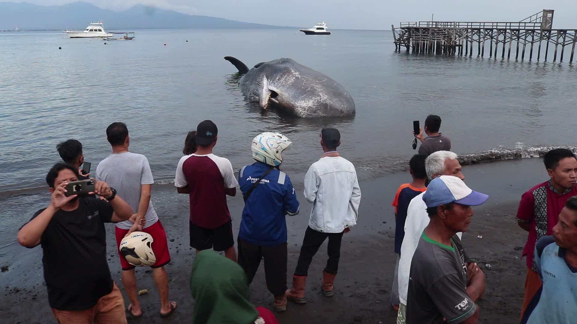 Sperm whale died after stranded on a beach in Indonesia

