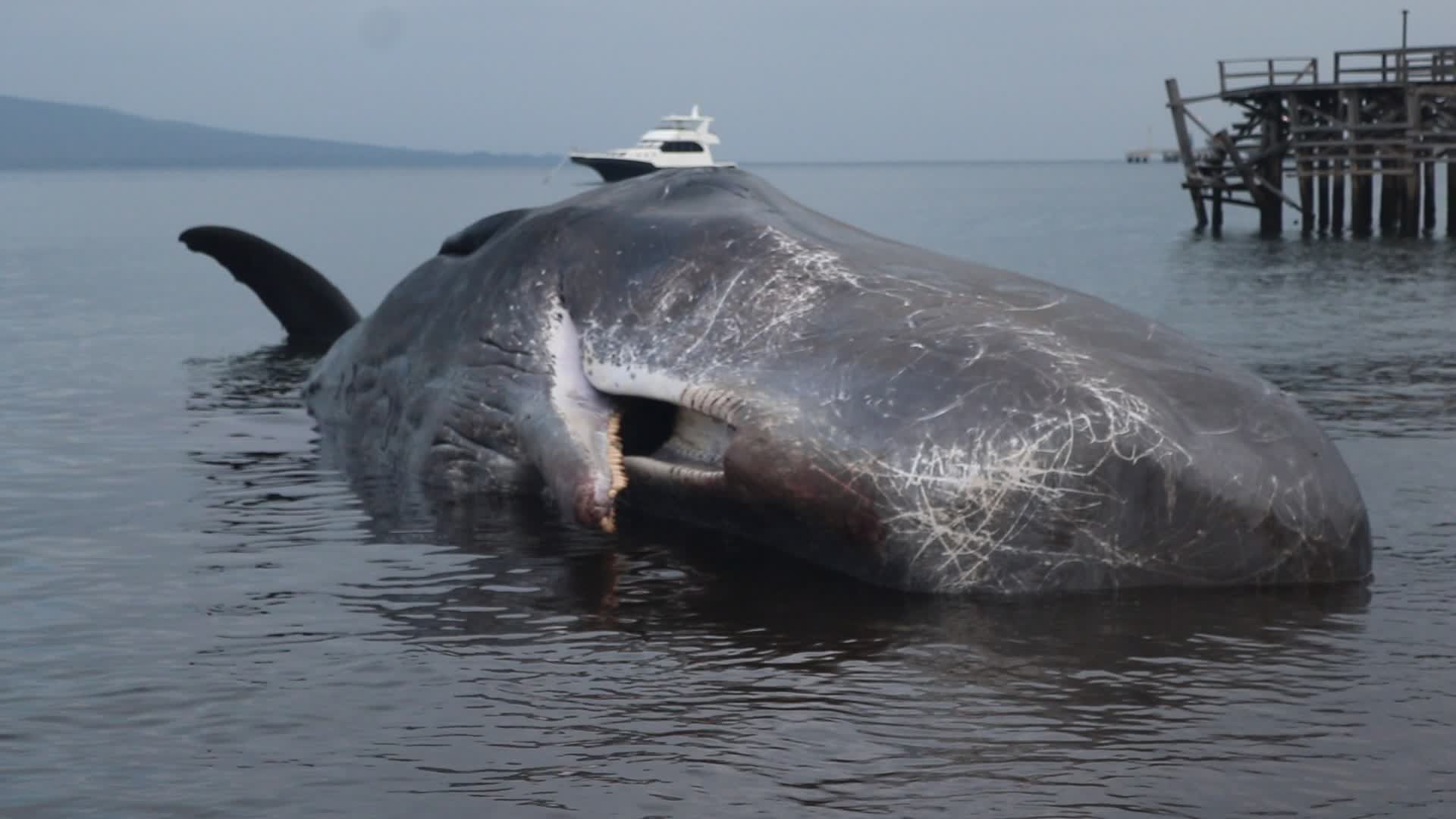 Sperm whale died after stranded on a beach in Indonesia
