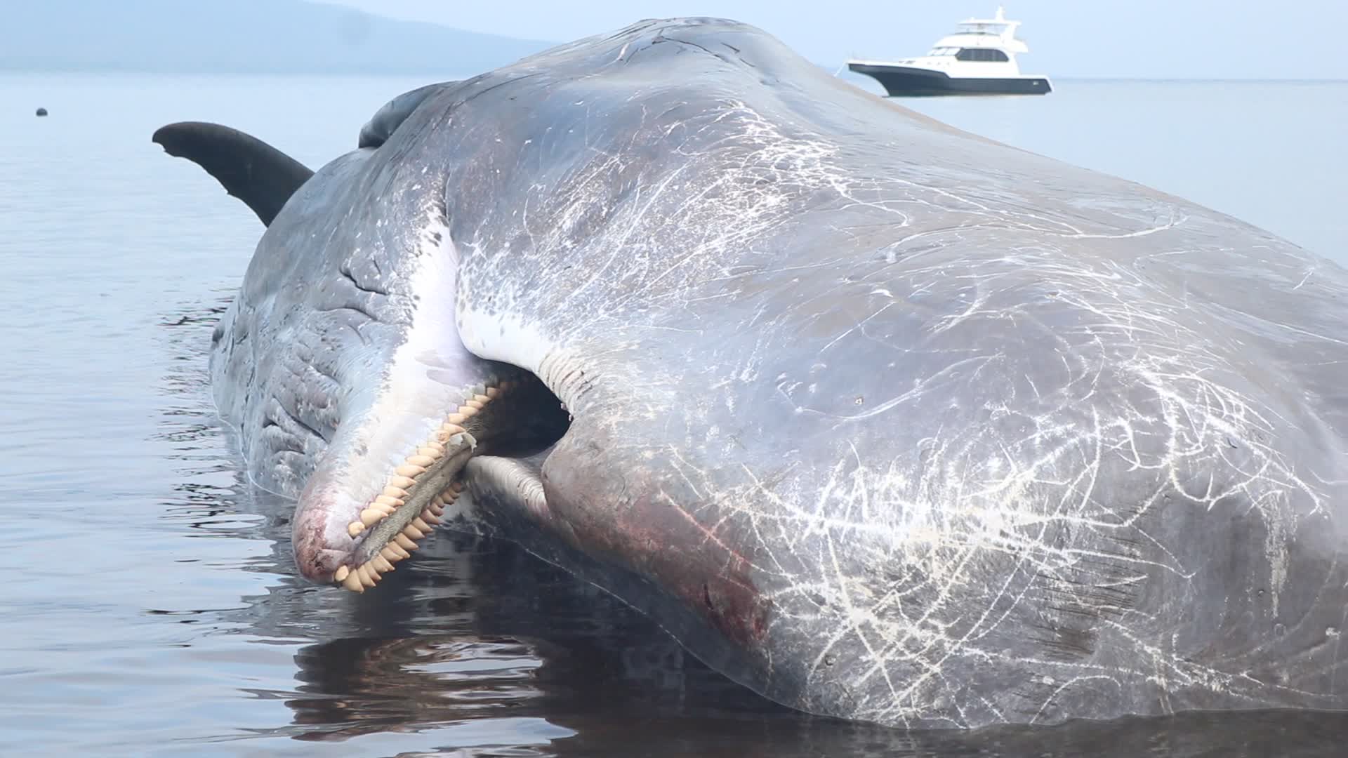 Sperm whale died after stranded on a beach in Indonesia
