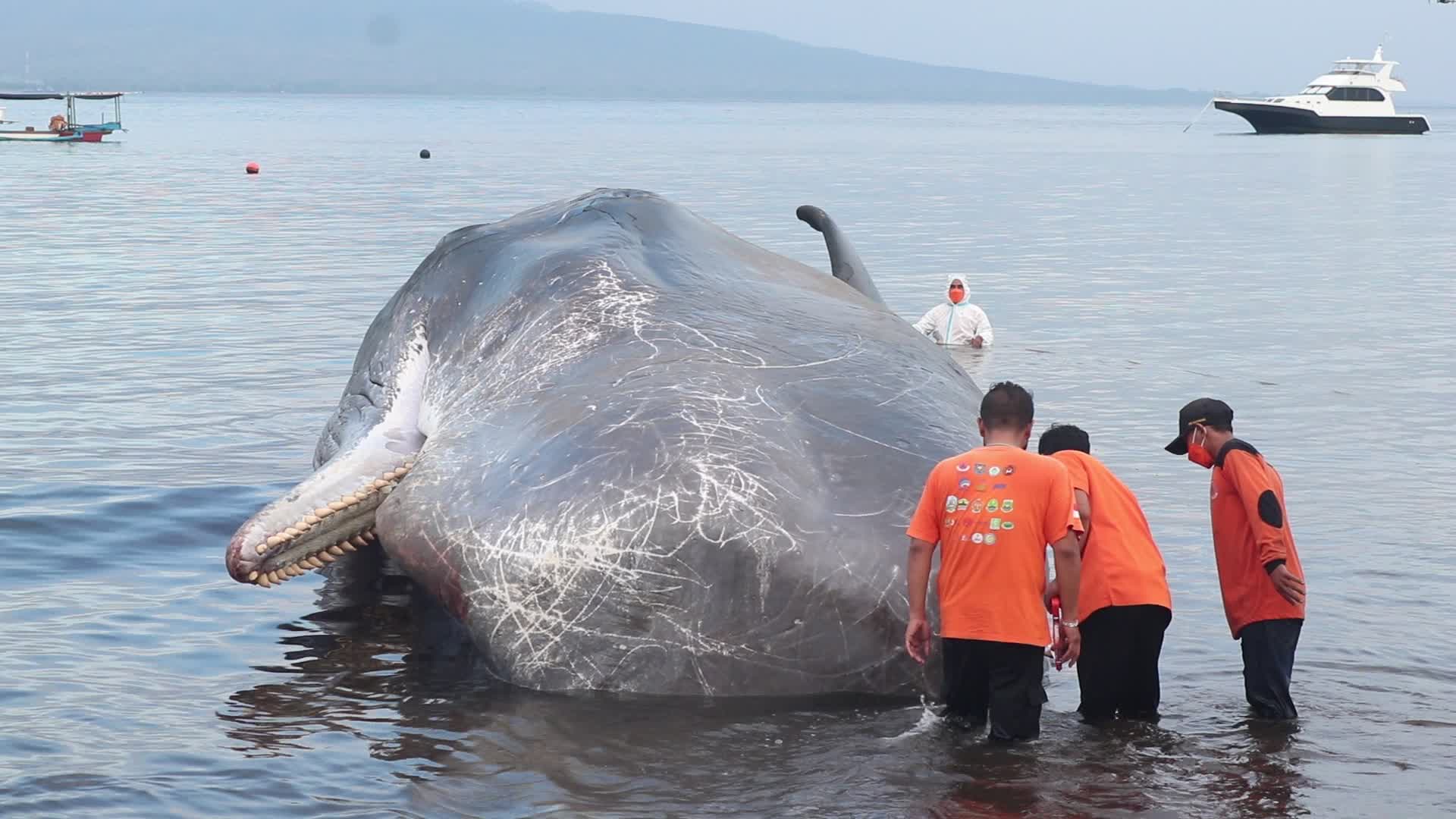 Sperm whale died after stranded on a beach in Indonesia
