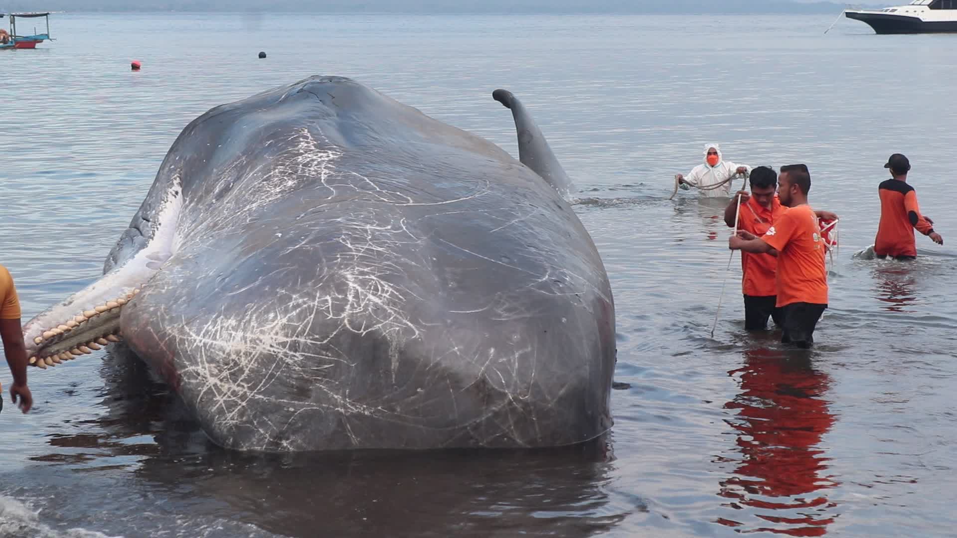 Sperm whale died after stranded on a beach in Indonesia
