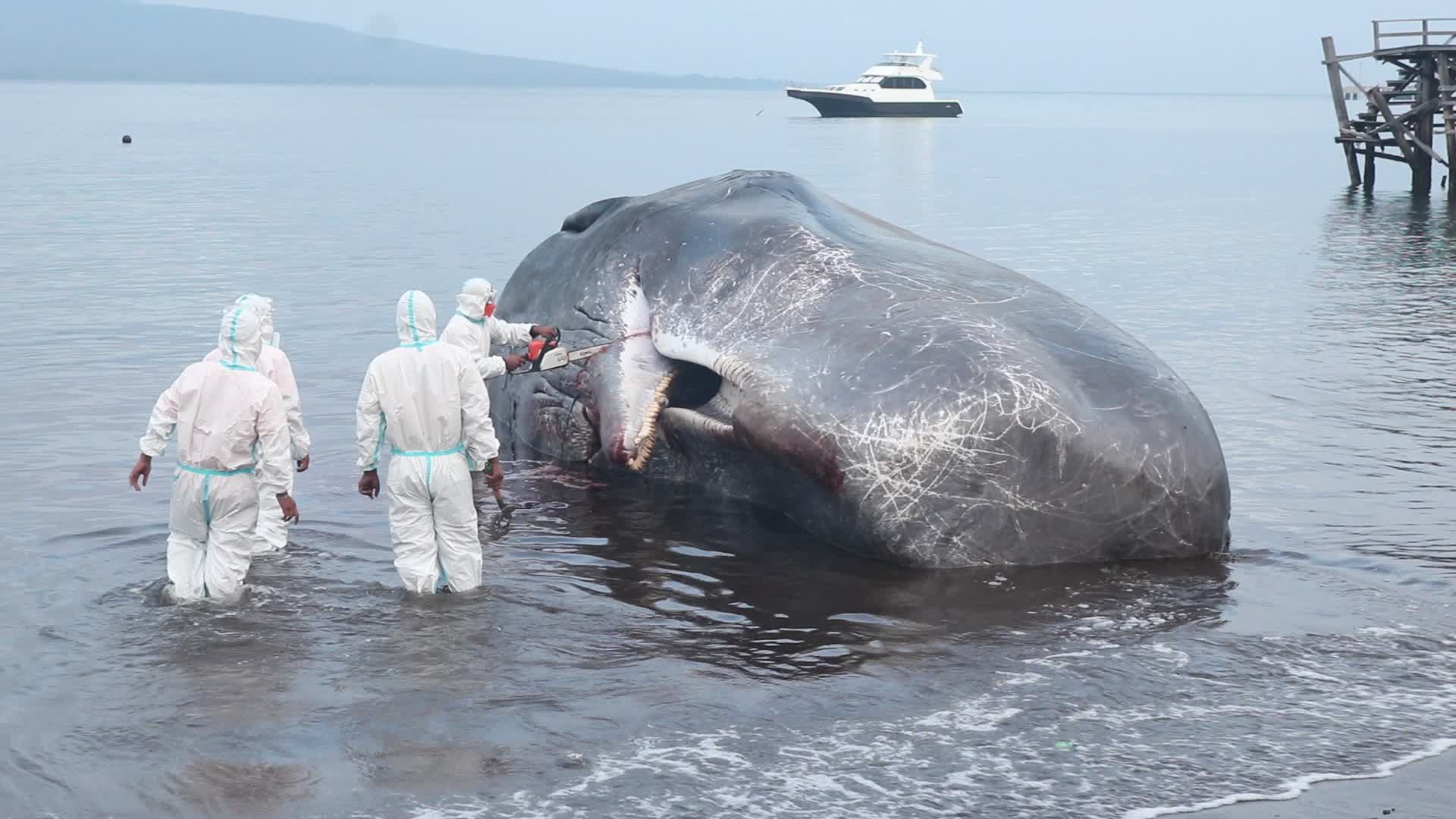 Sperm whale died after stranded on a beach in Indonesia
