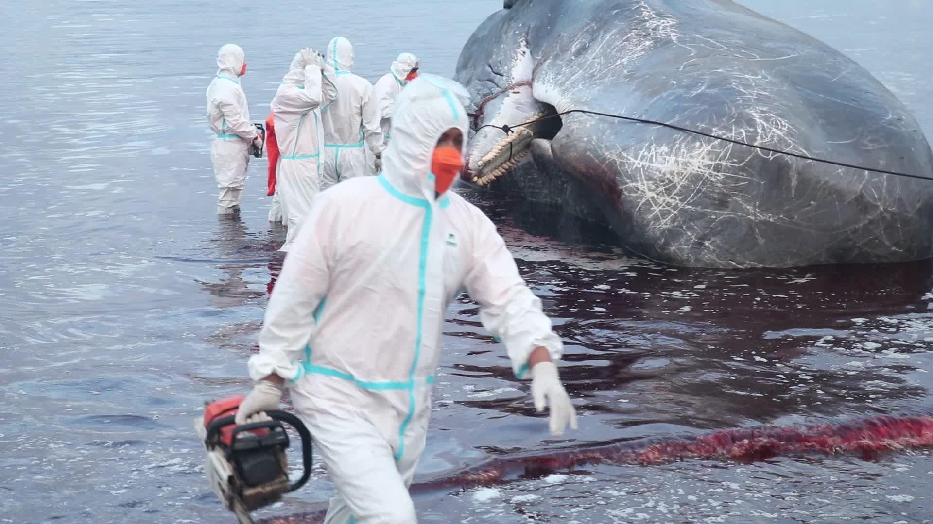 Sperm whale died after stranded on a beach in Indonesia

