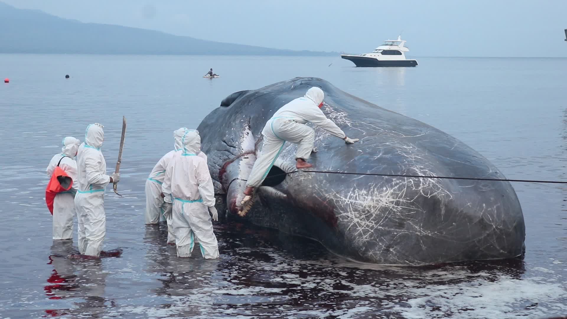 Sperm whale died after stranded on a beach in Indonesia
