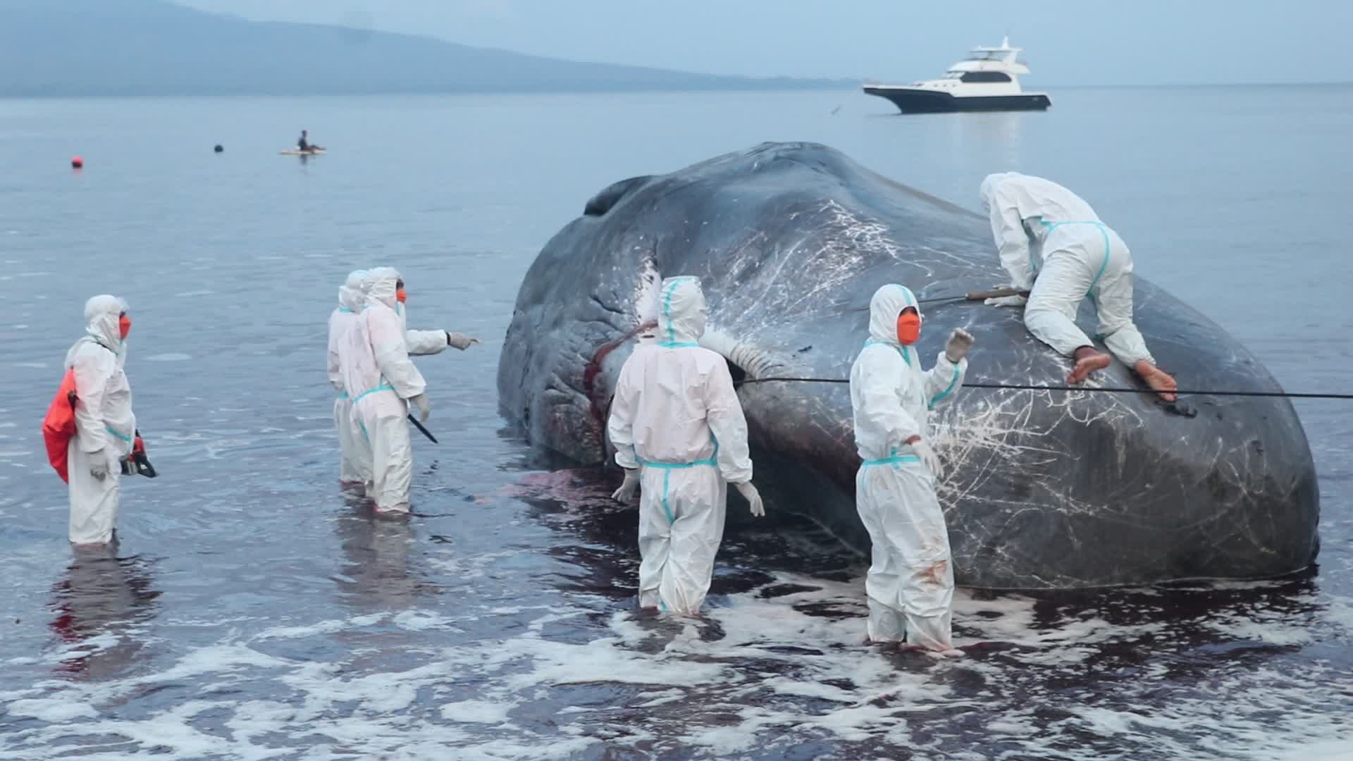 Sperm whale died after stranded on a beach in Indonesia
