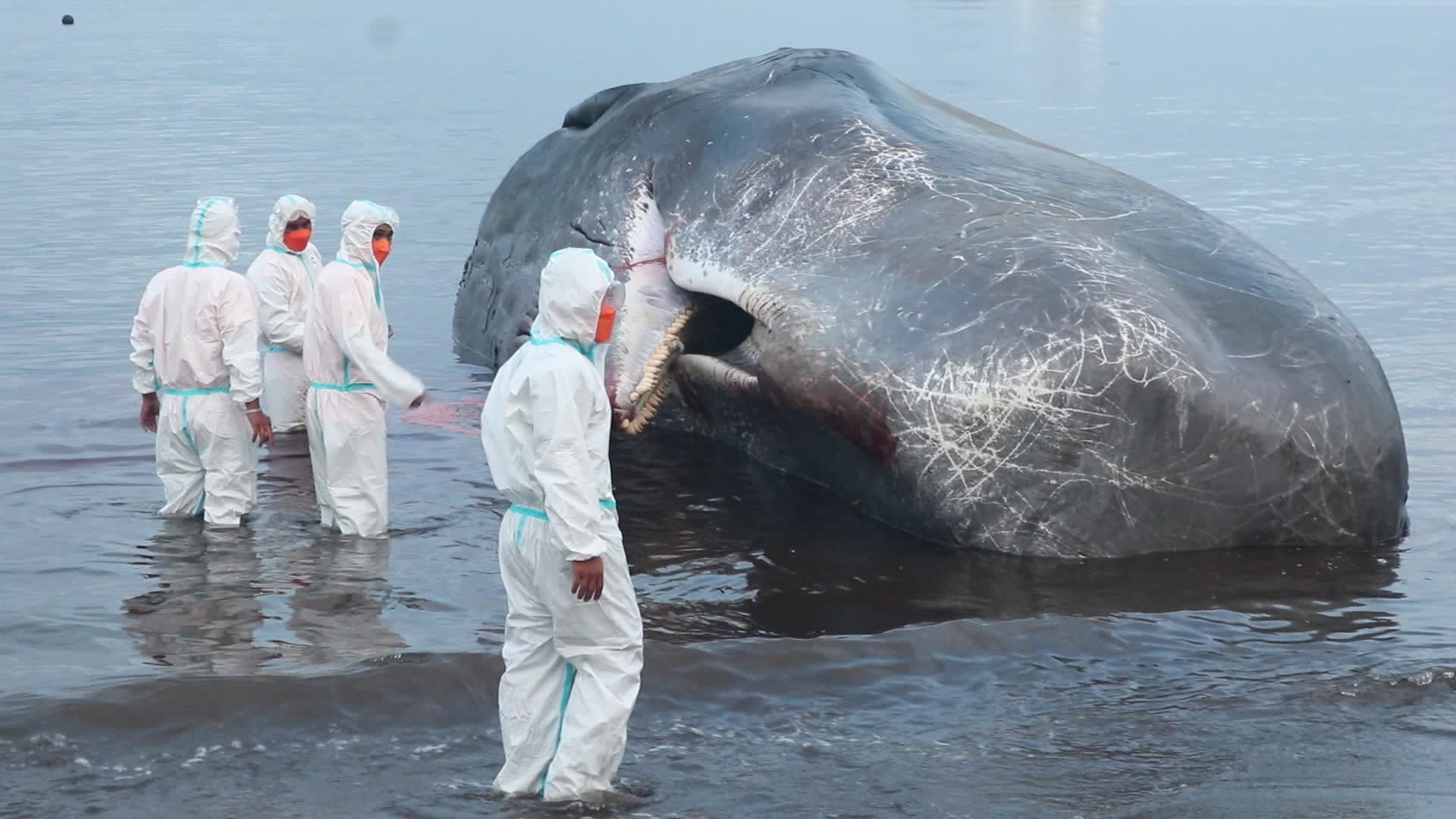 Sperm whale died after stranded on a beach in Indonesia
