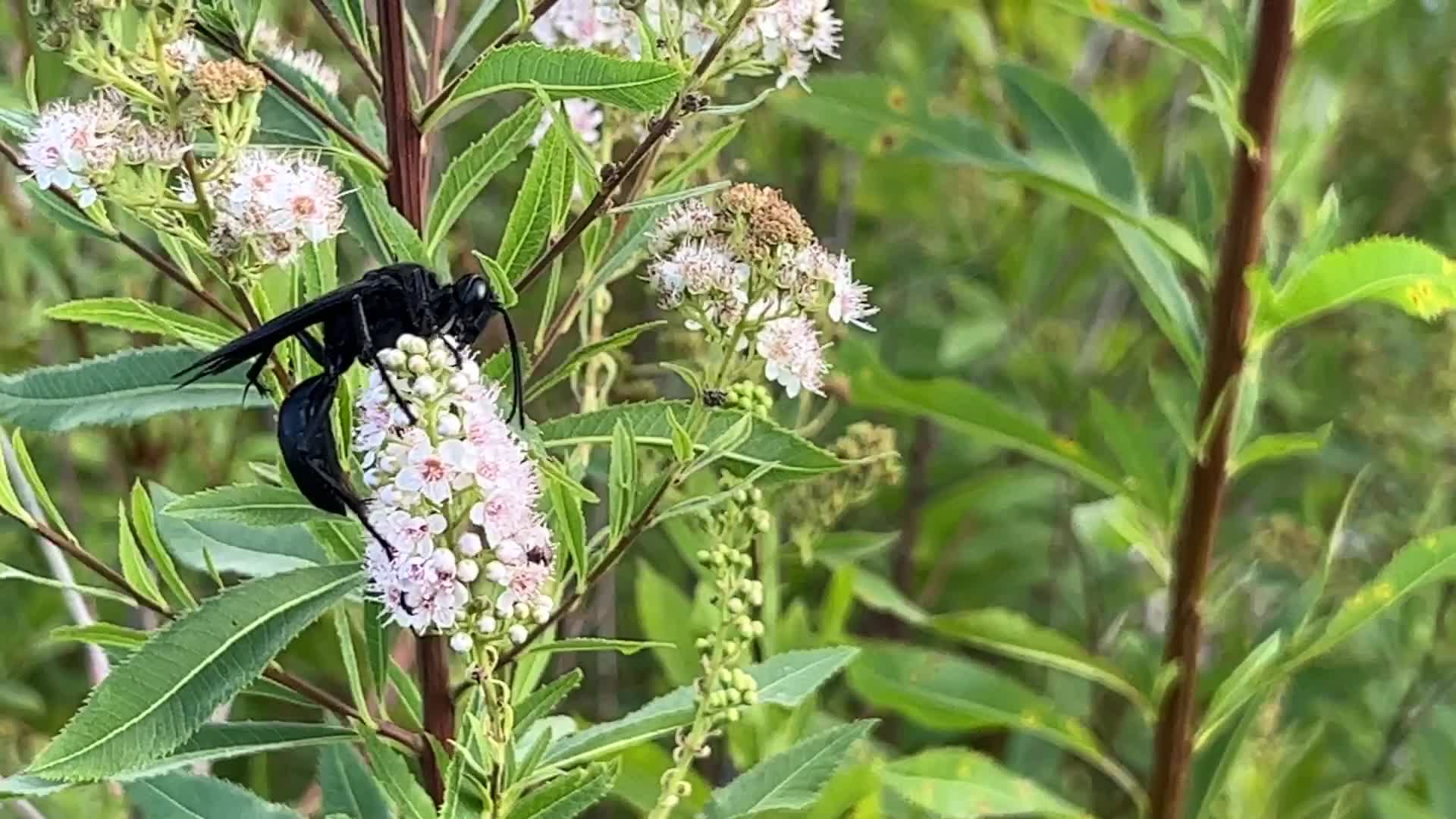 Great black wasp