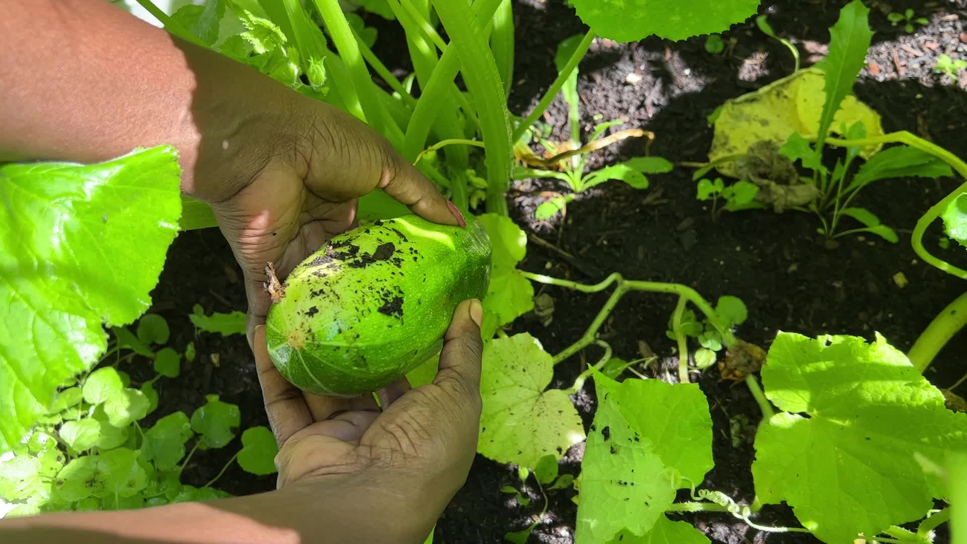 Woman picks cucumbers from a small vegetable garden 