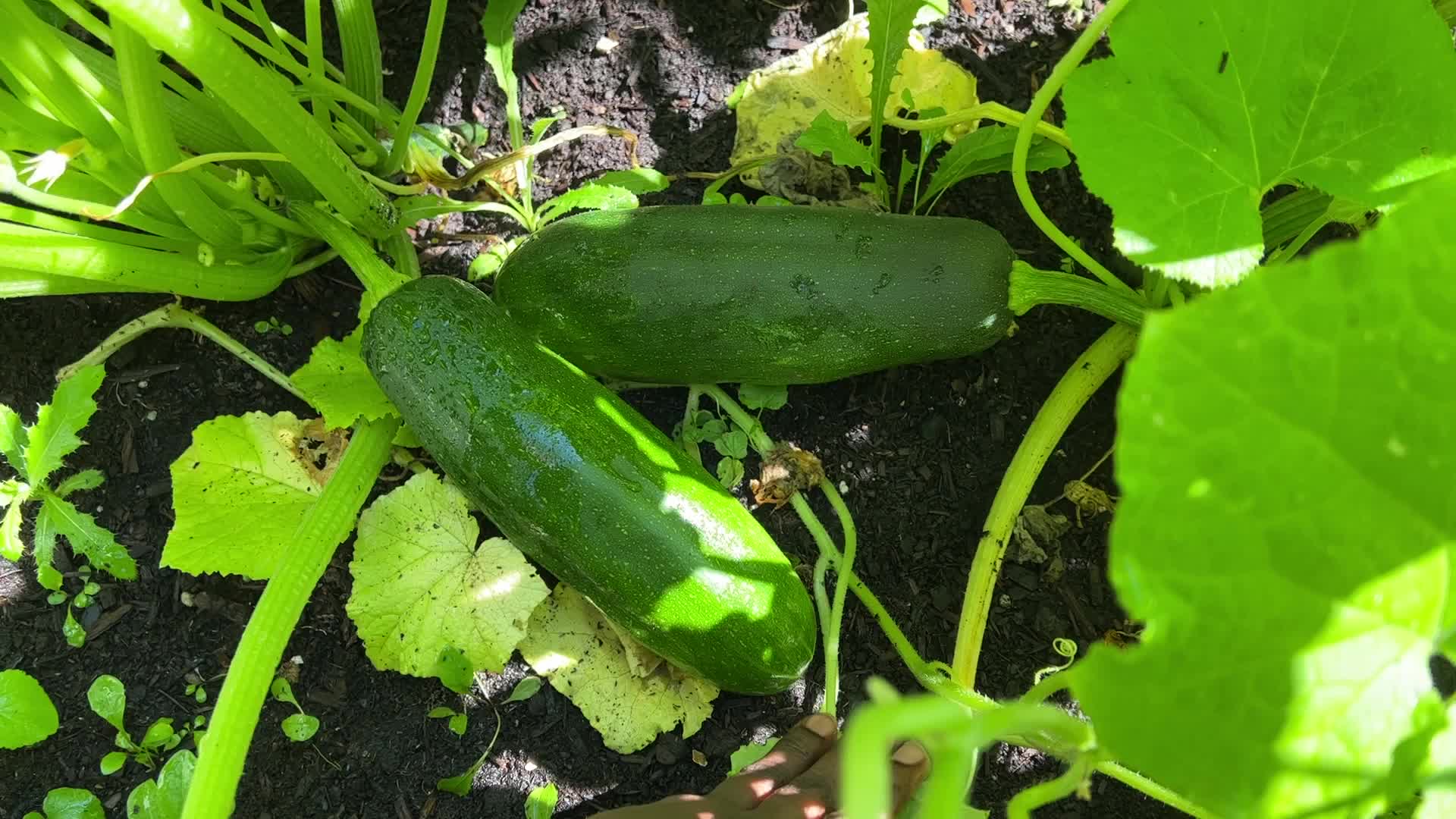 Woman picks cucumbers from a small vegetable garden 