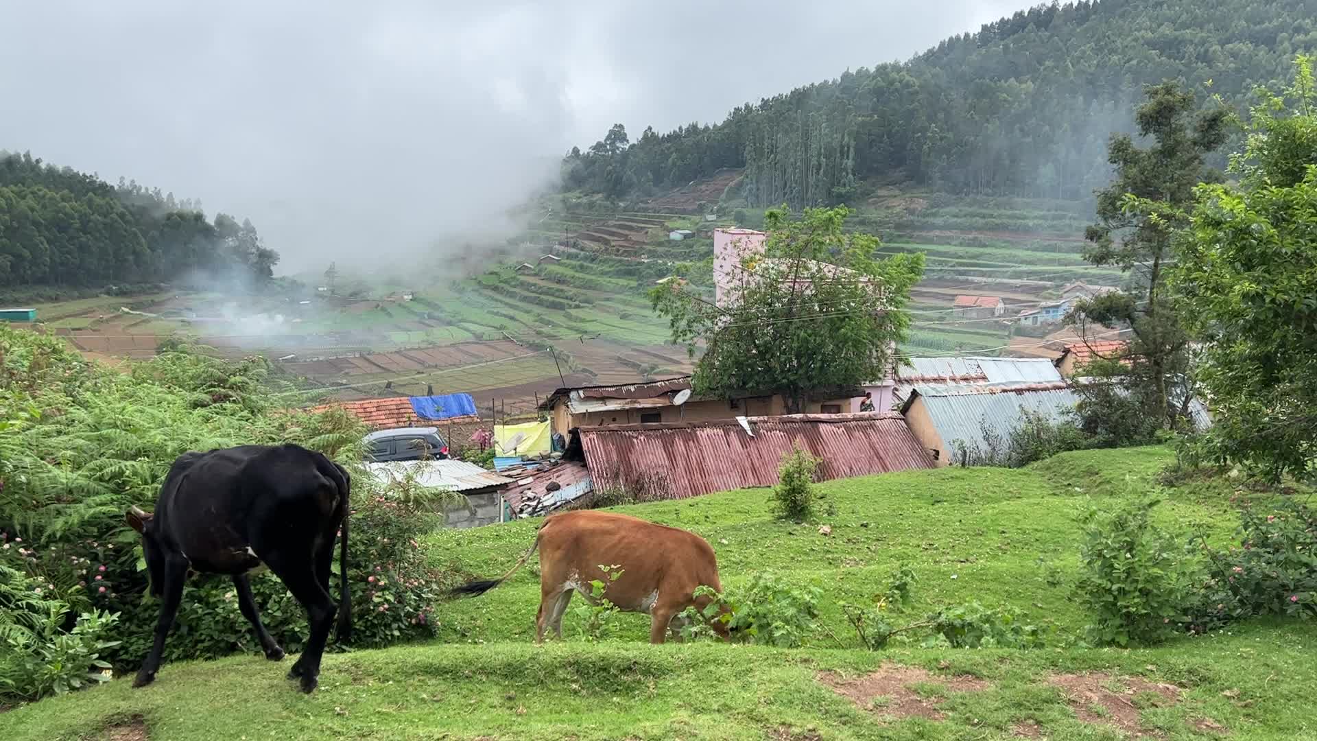 Daily life in Mannavanur Village