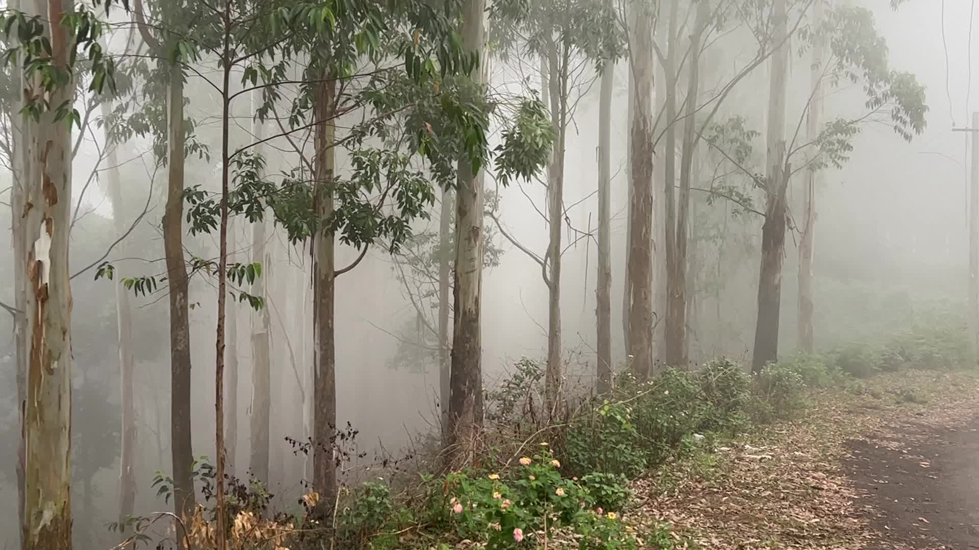 Thick Fog High In The Mountains In Dindigul
