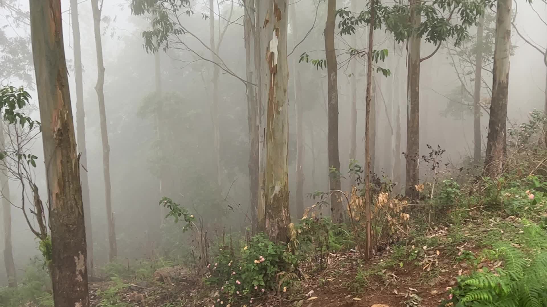 Thick Fog High In The Mountains In Dindigul