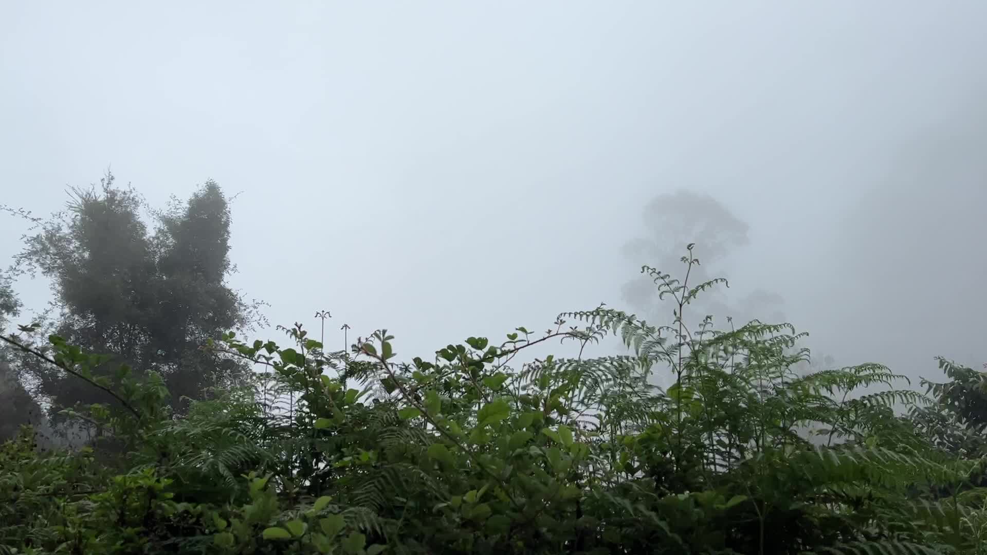 Thick Fog High In The Mountains In Dindigul