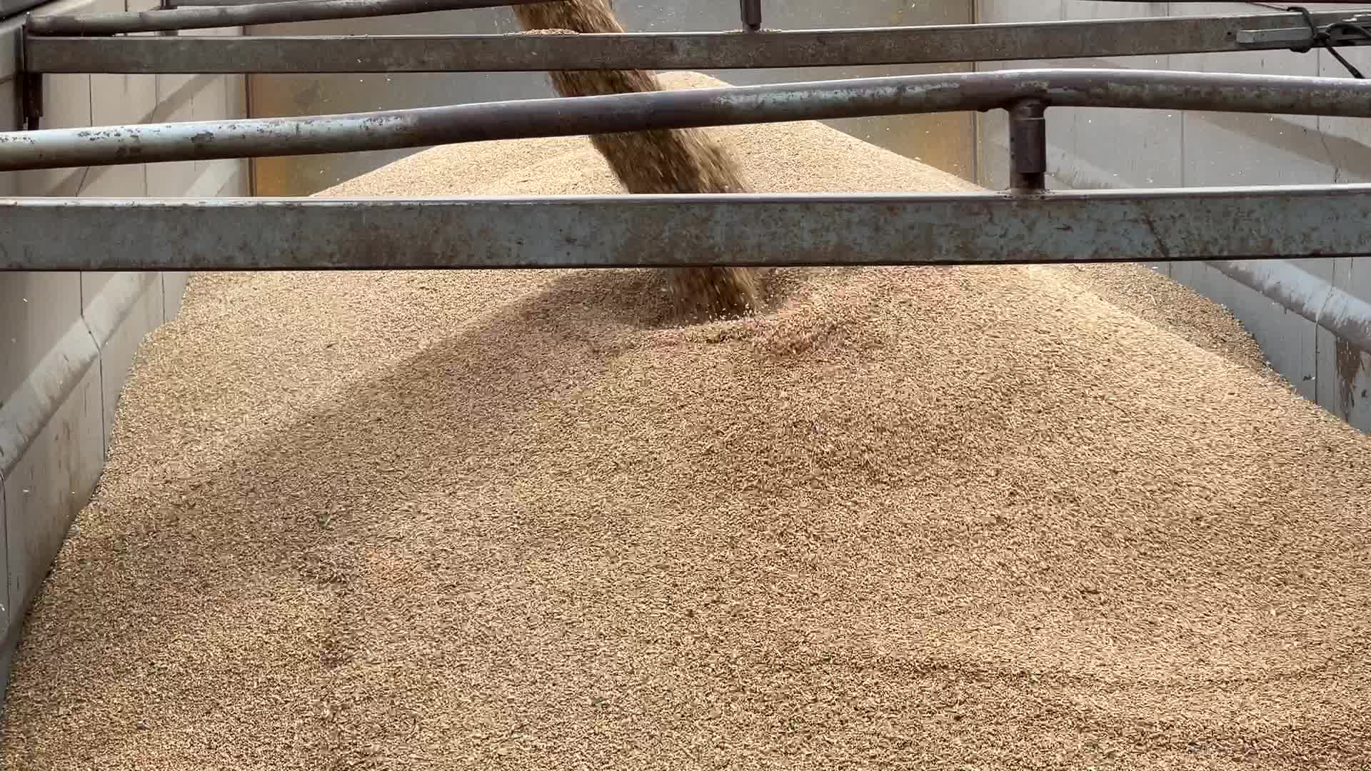 Harvesting Of Wheat In The Kyiv Region, While Russia Continues The War Against Ukraine