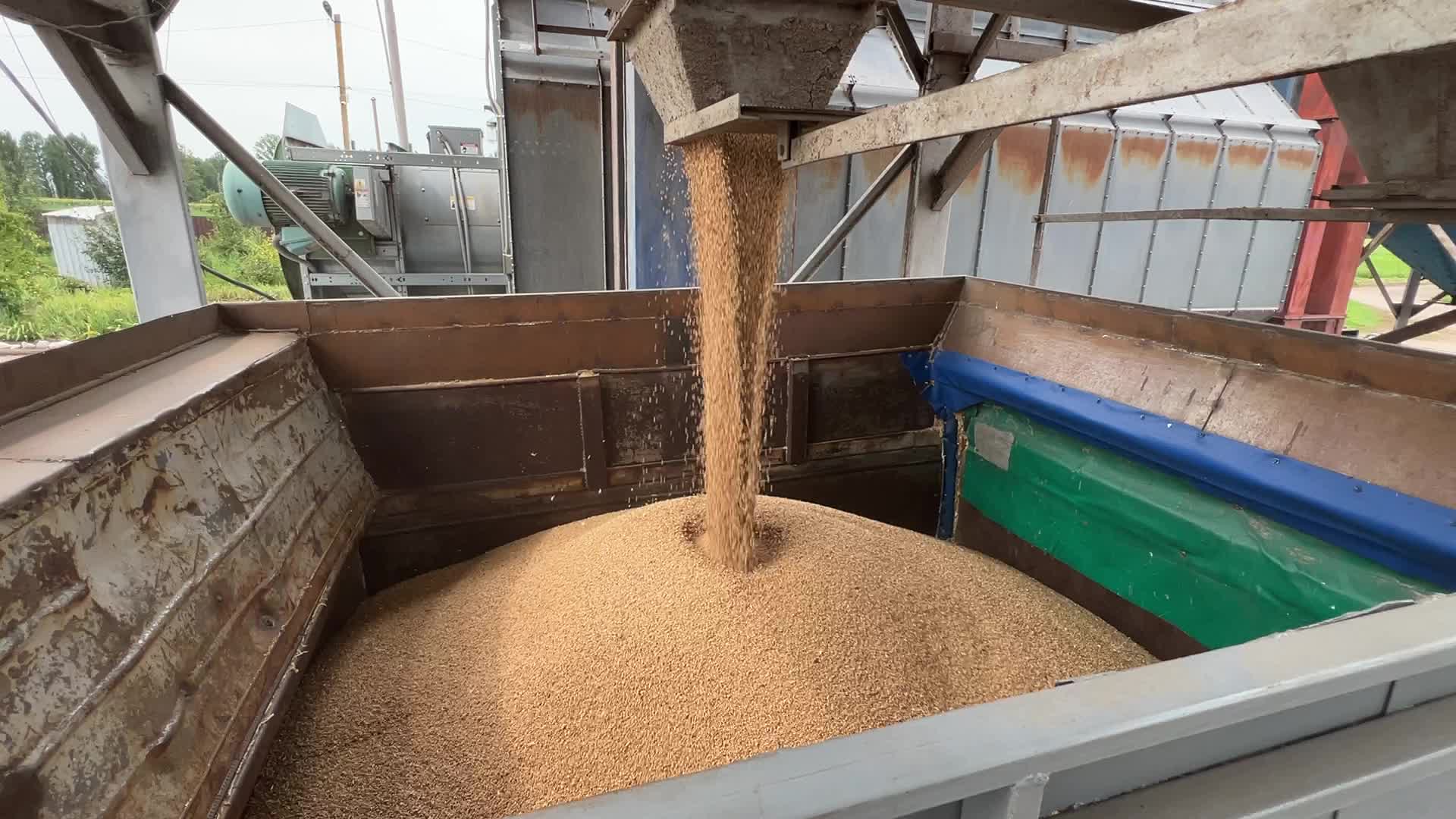 Harvesting Of Wheat In The Kyiv Region, While Russia Continues The War Against Ukraine