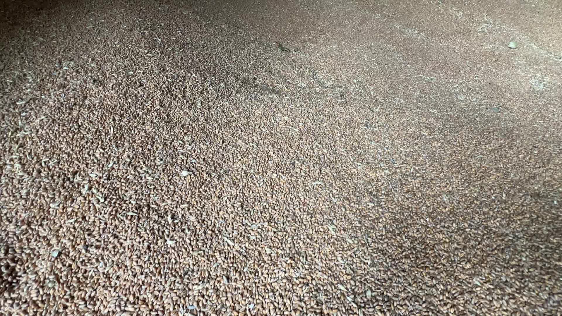 Harvesting Of Wheat In The Kyiv Region, While Russia Continues The War Against Ukraine