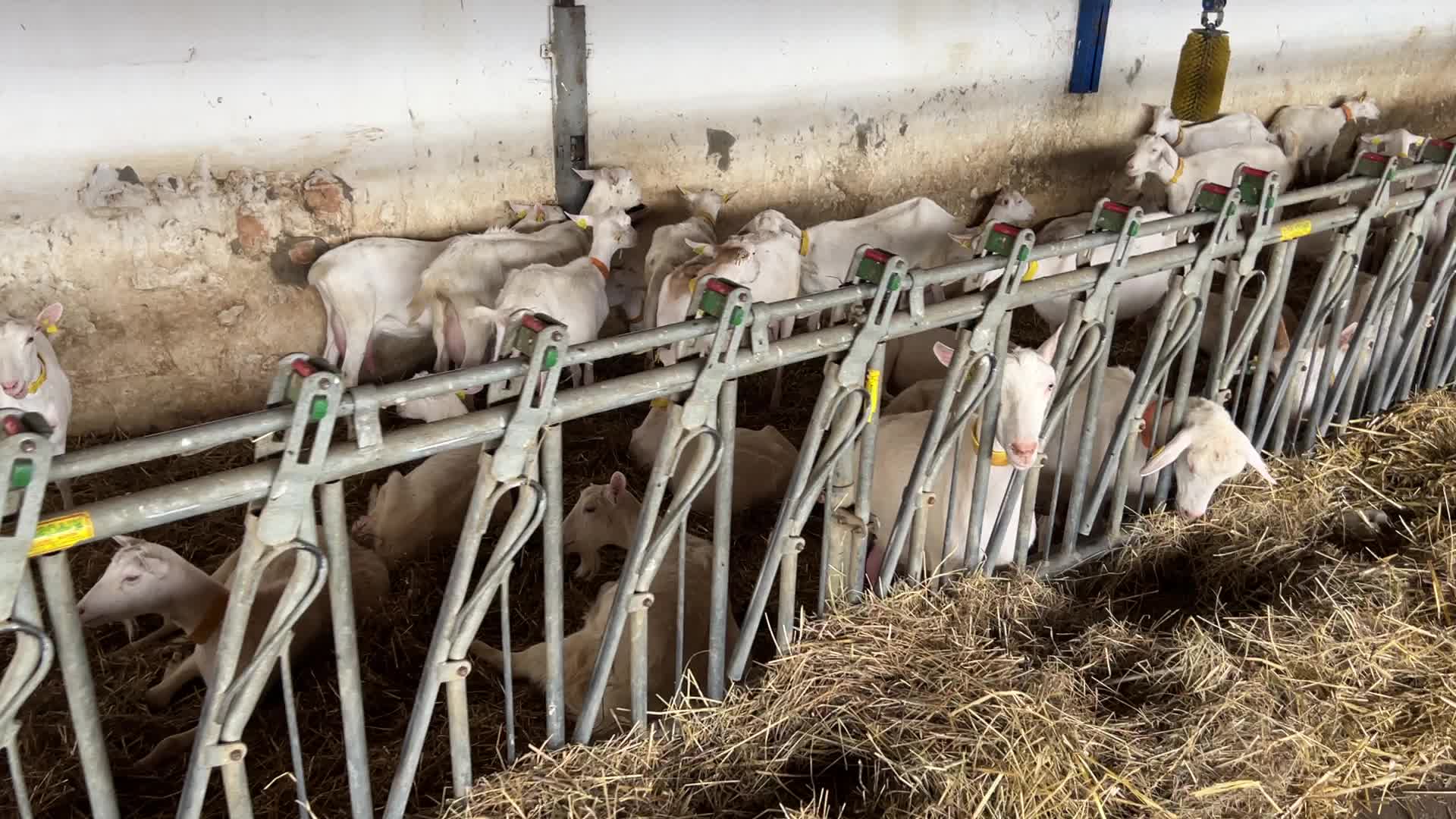Goat farm in the Kyiv region