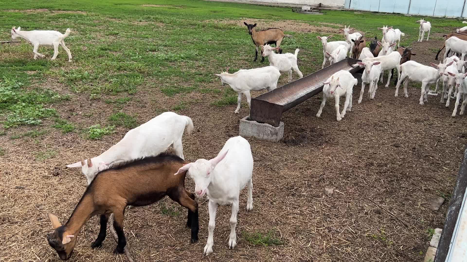 Goat farm in the Kyiv region