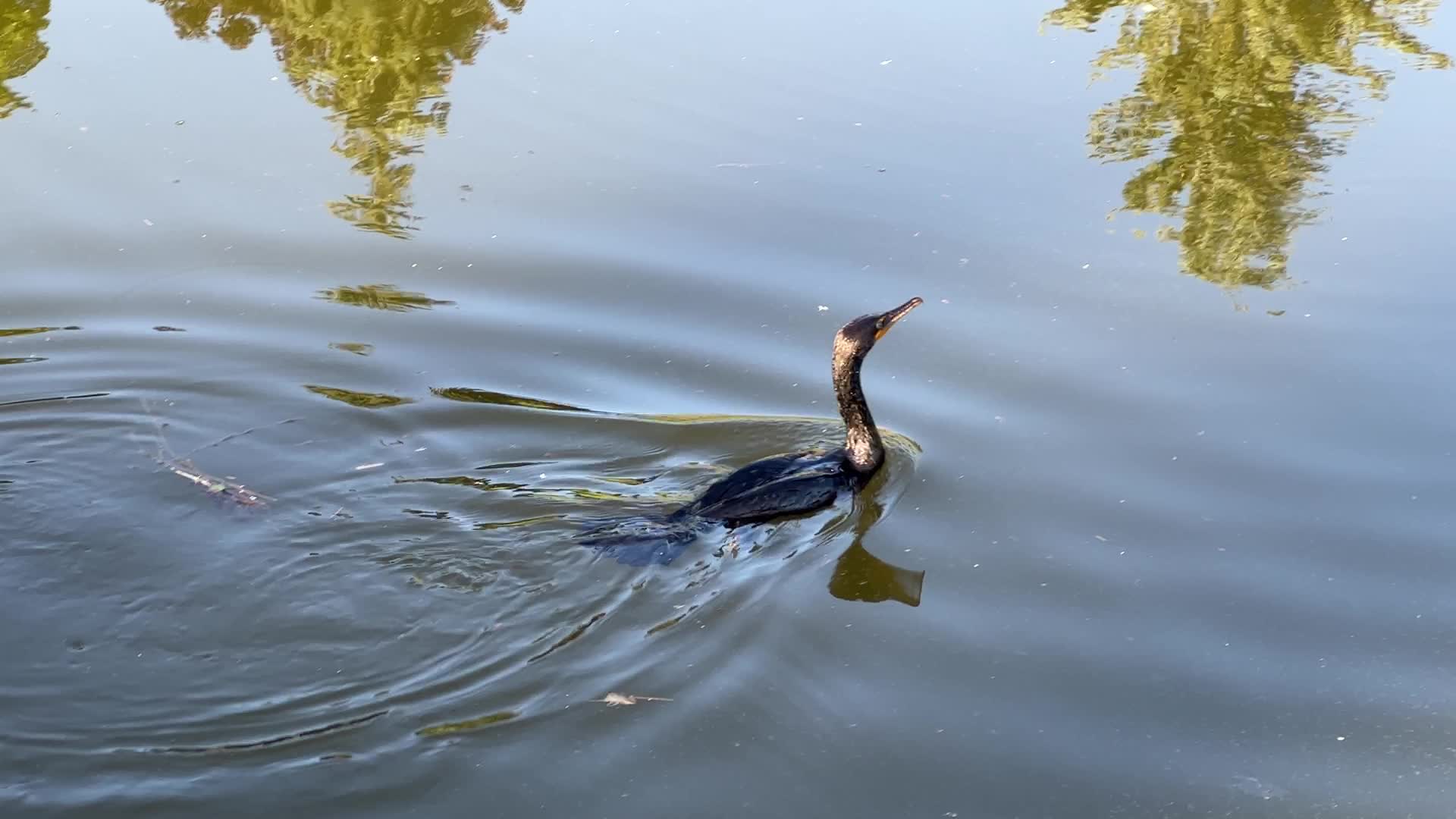Double-crested cormorant