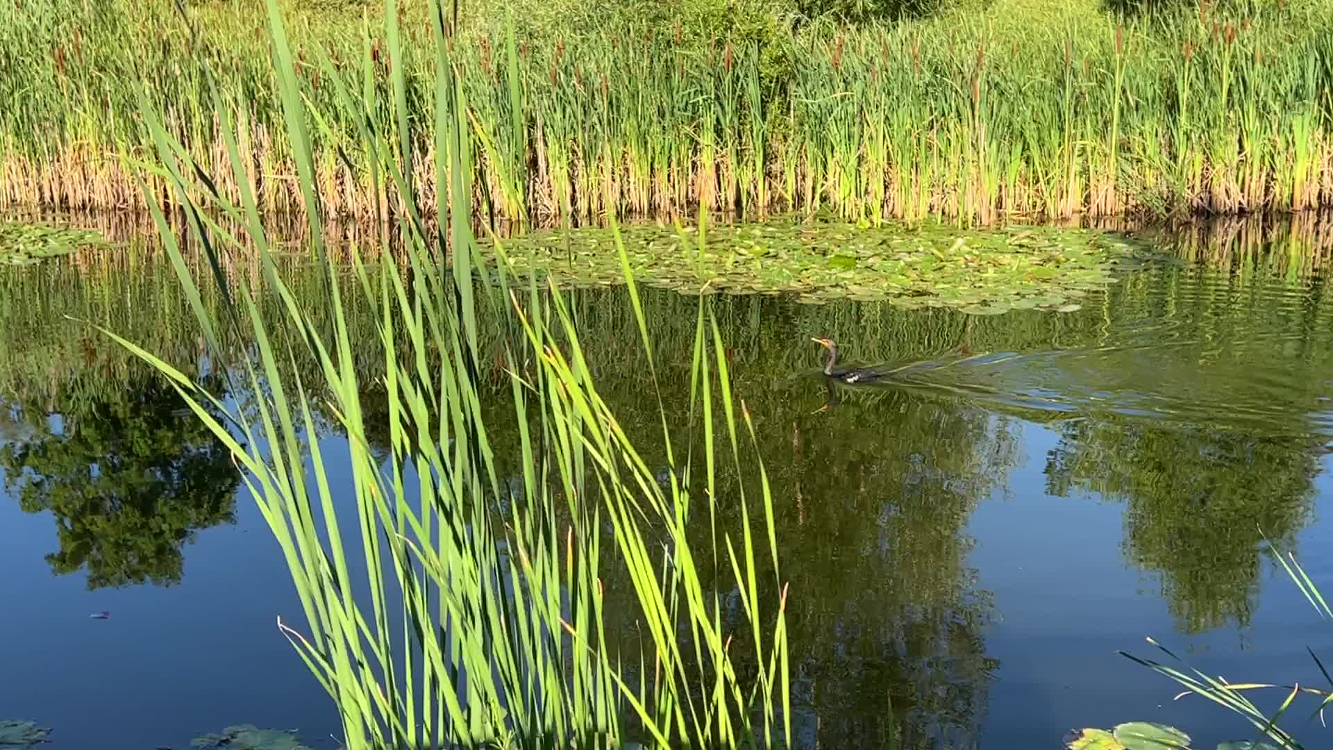 Double-crested cormorant