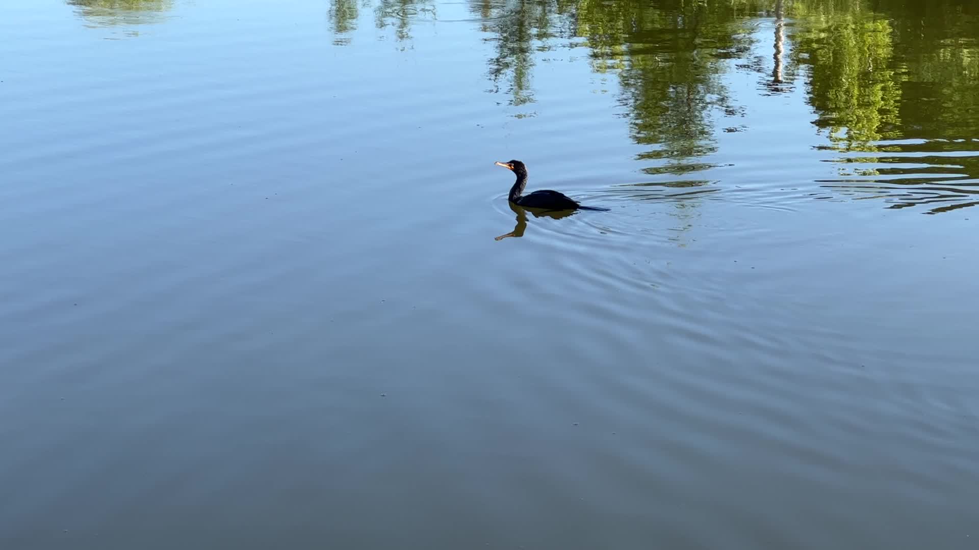 Double-crested cormorant