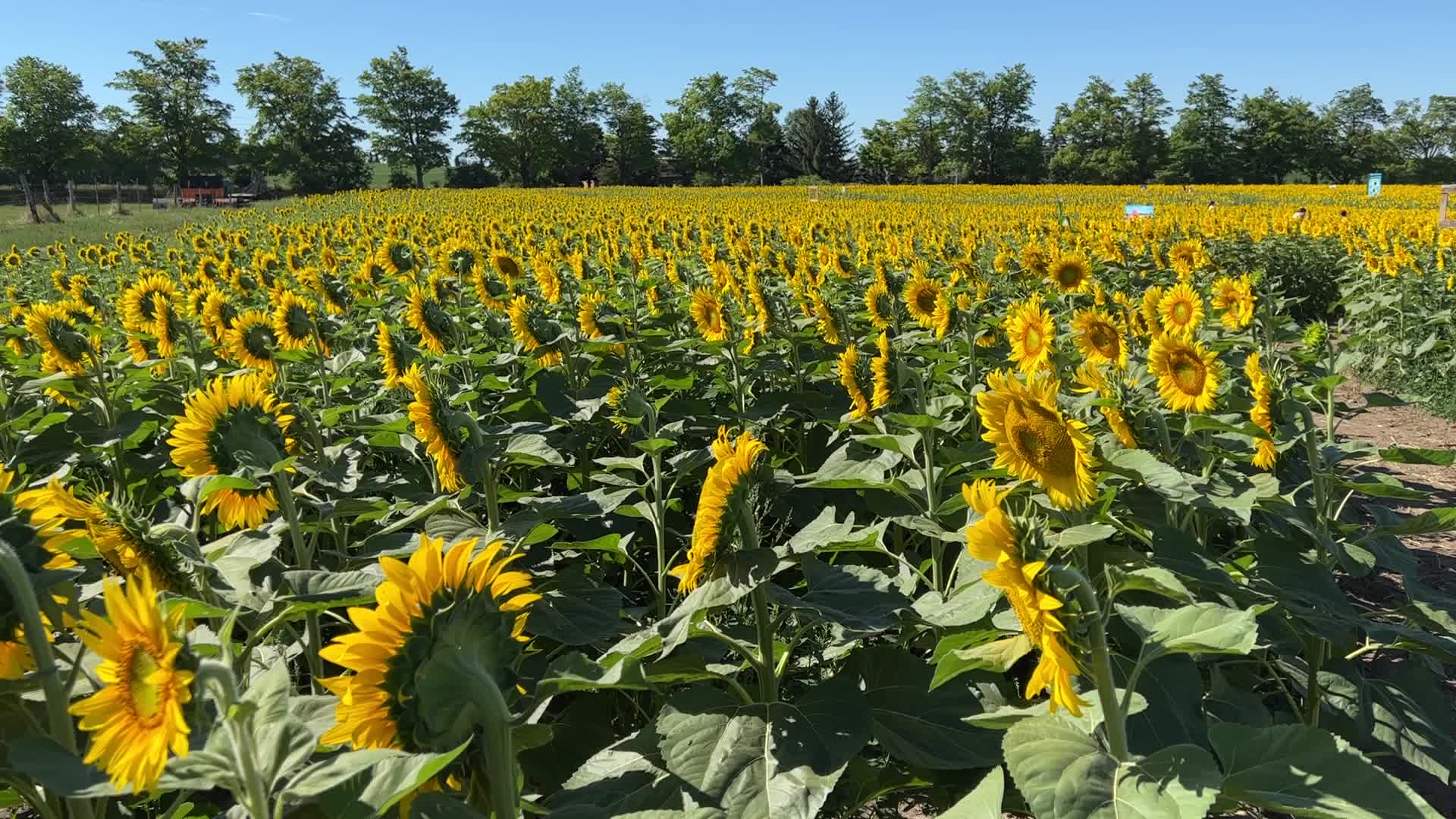 Sunflower field in Canada