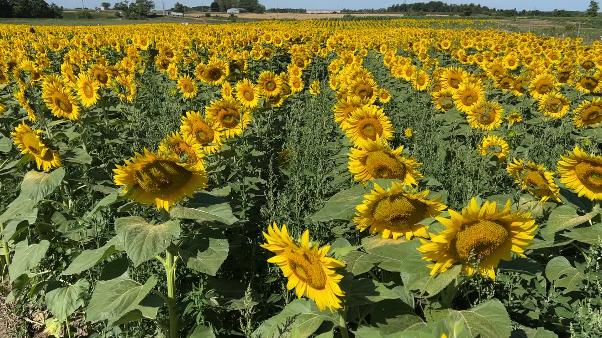 Sunflower field in Canada