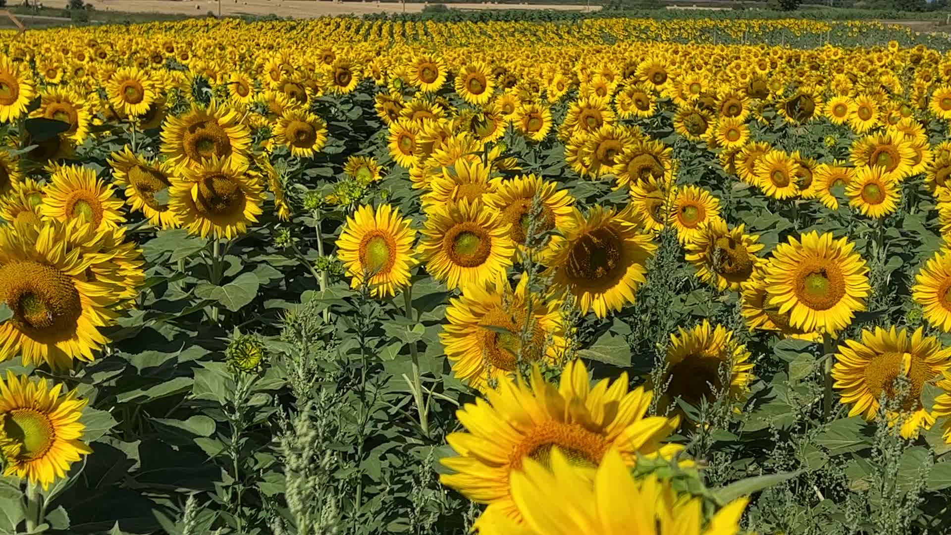 Sunflower field in Canada