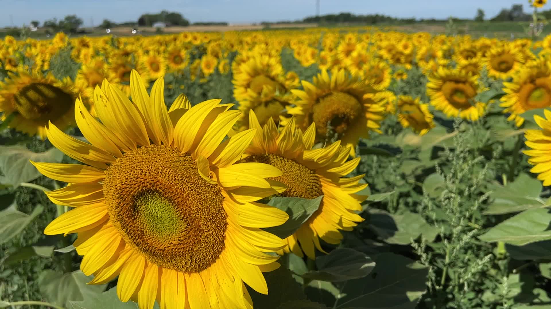 Sunflower field in Canada