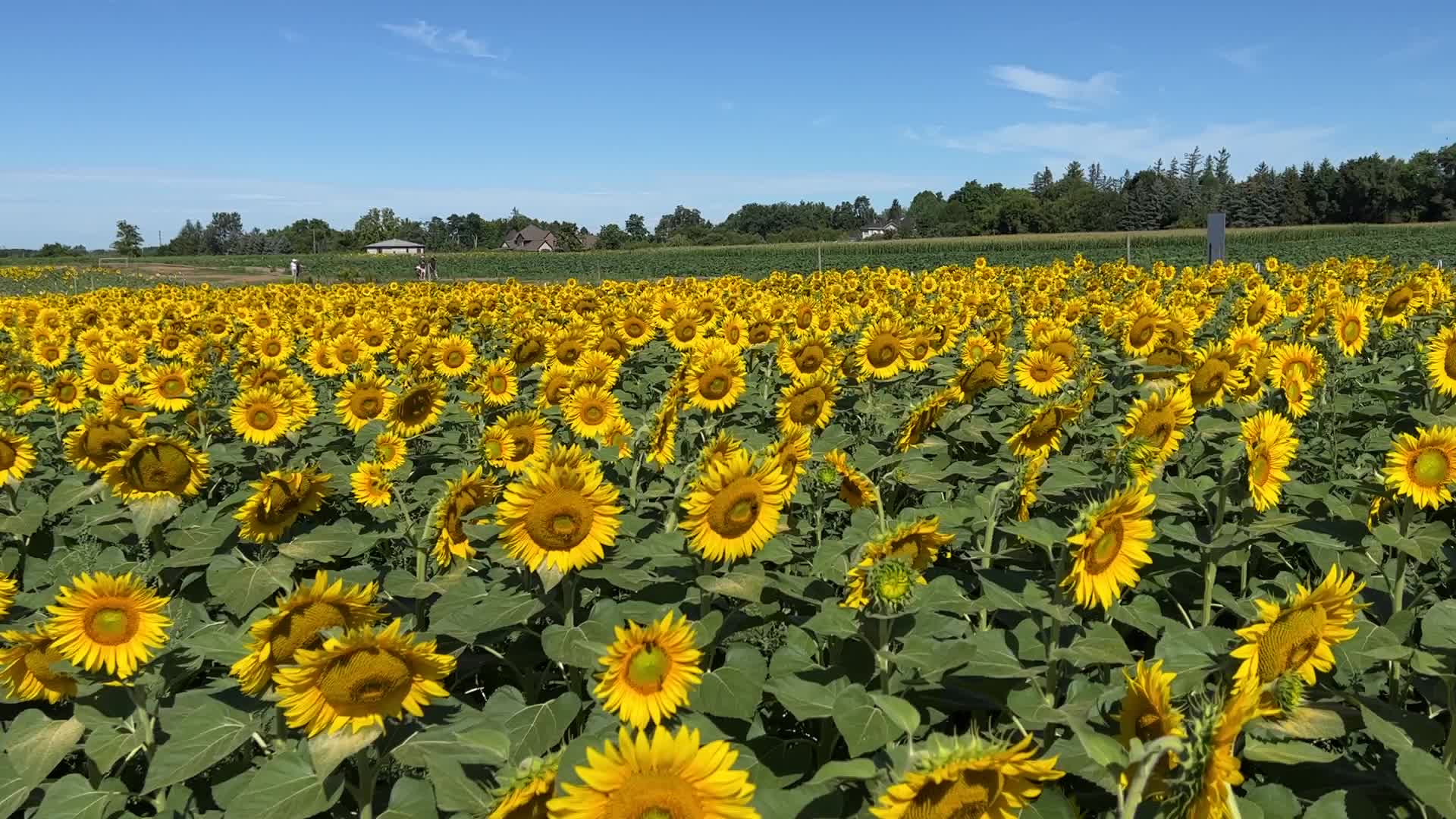 Sunflower field in Canada