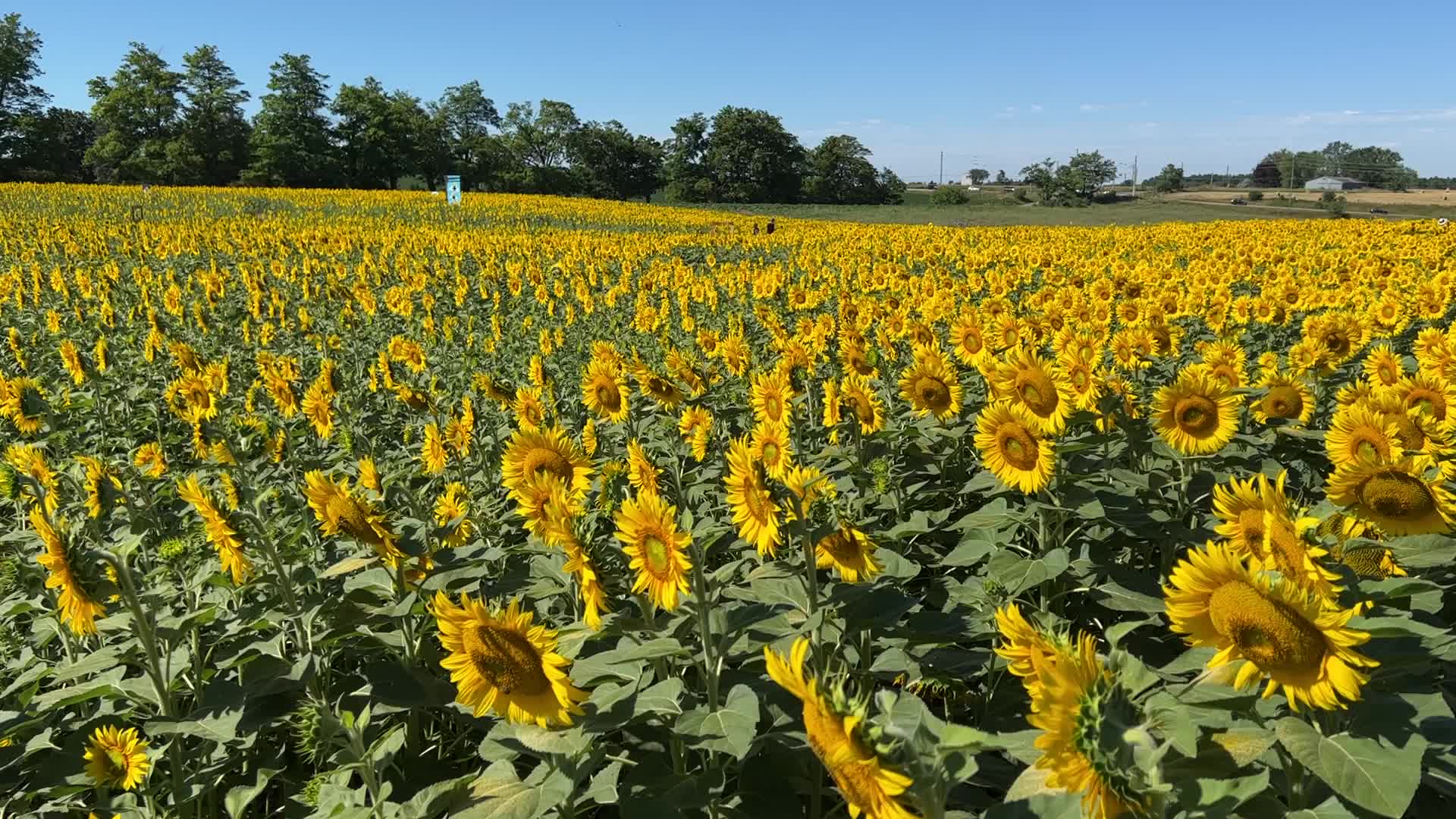 Sunflower field in Canada