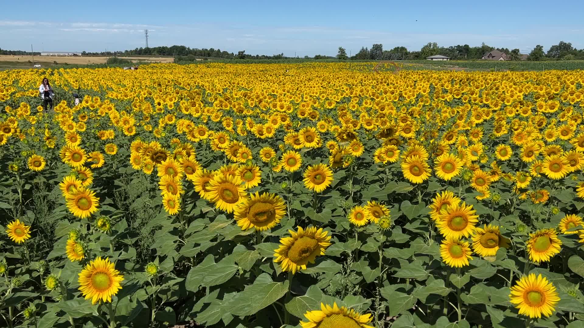 Sunflower field in Canada