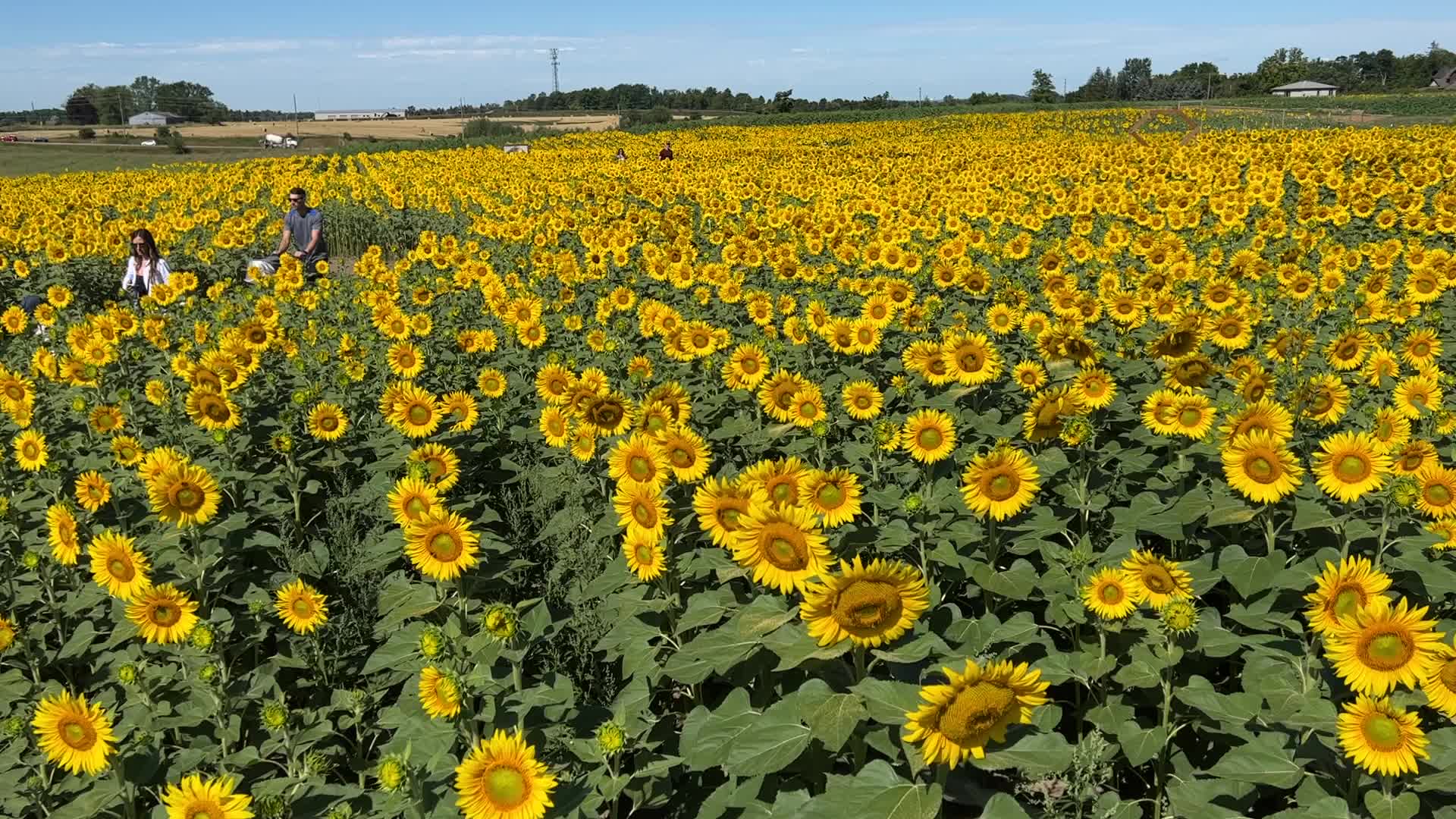 Sunflower field in Canada