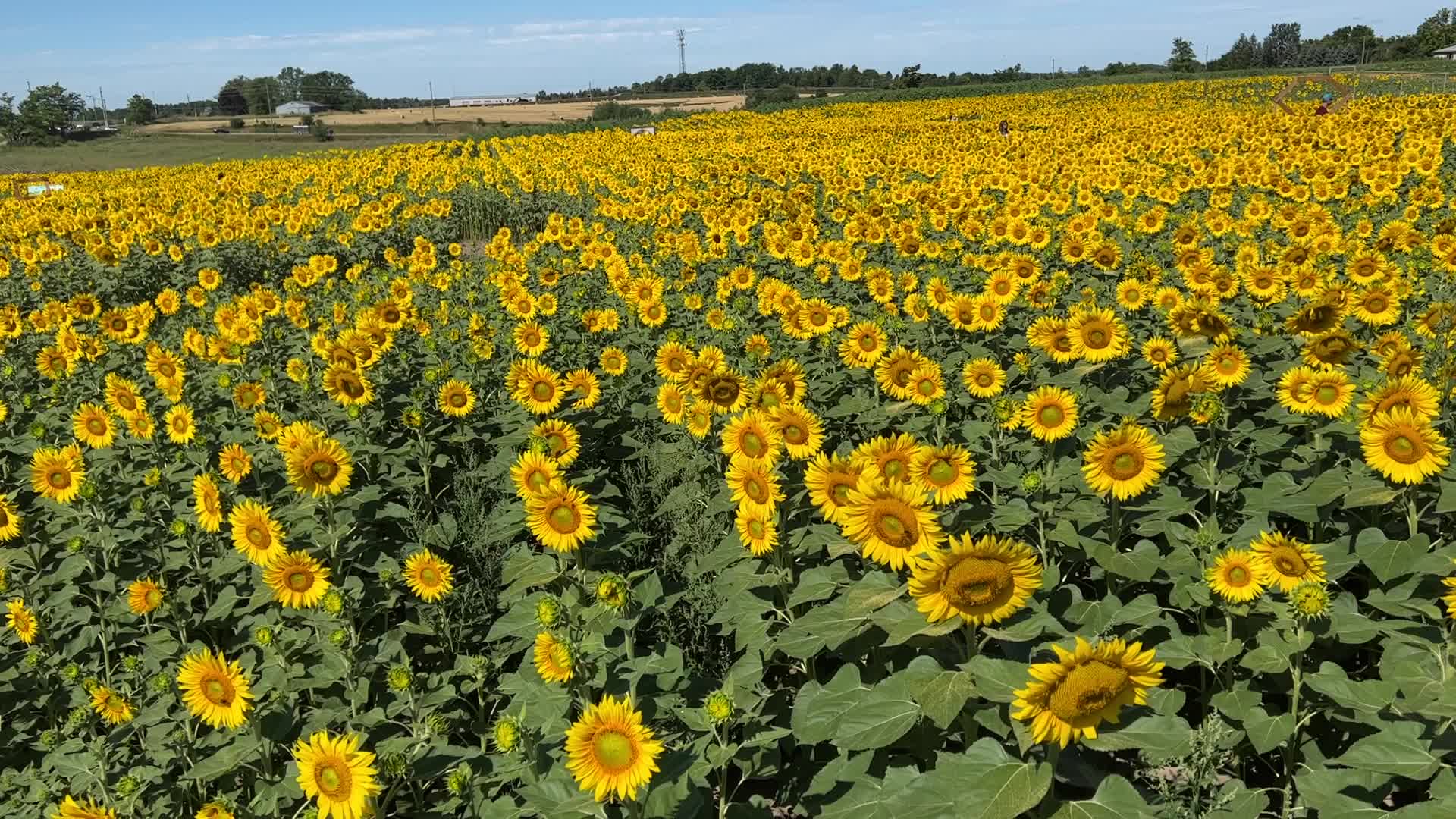 Sunflower field in Canada