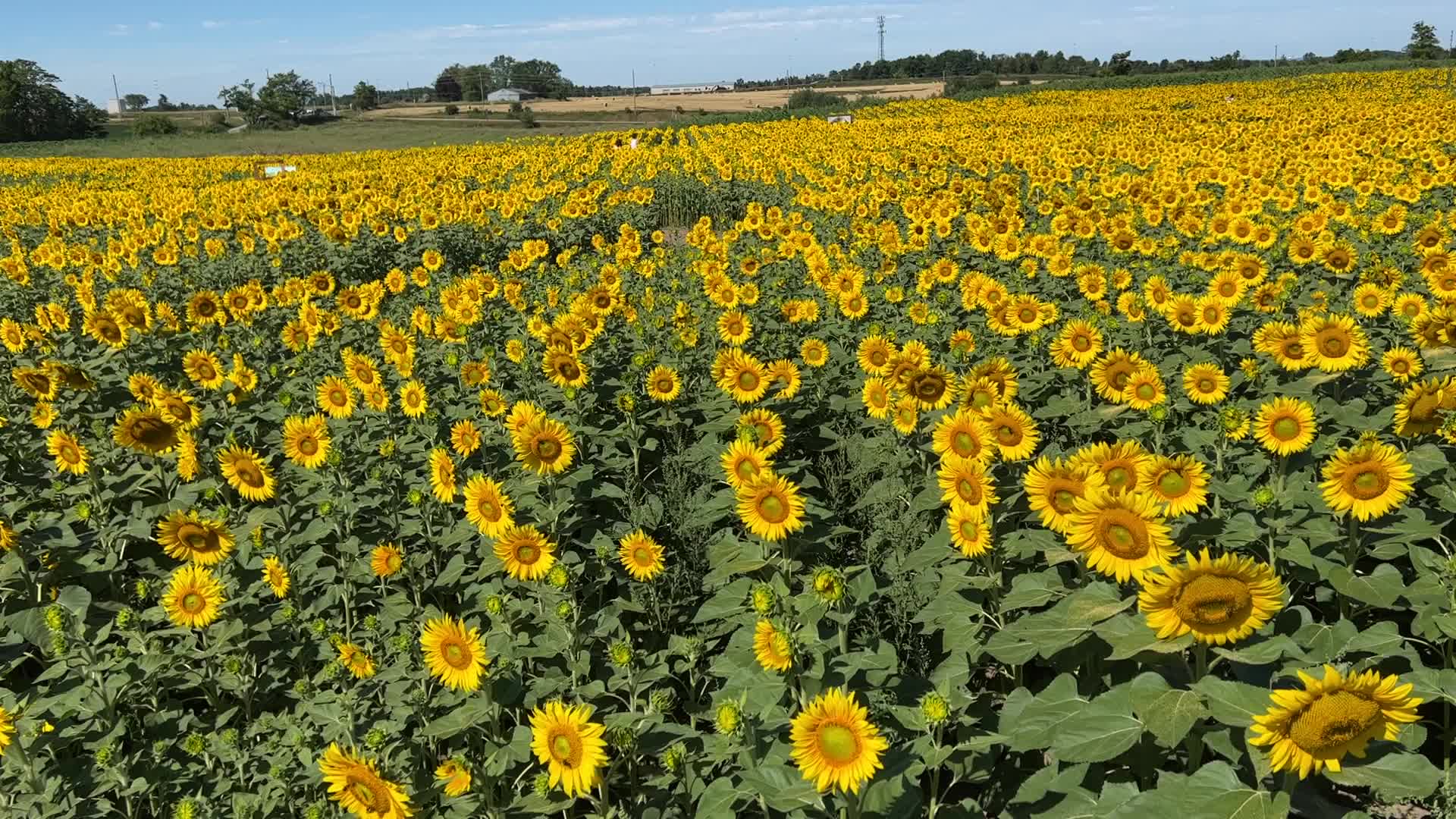 Sunflower field in Canada