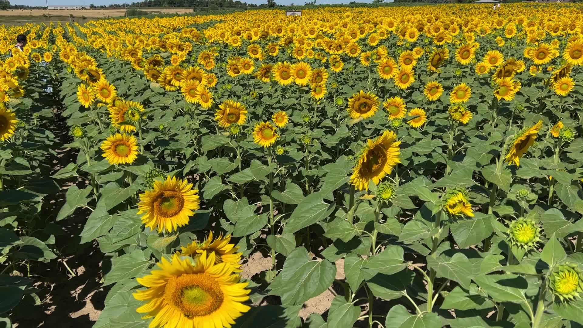 Sunflower field in Canada