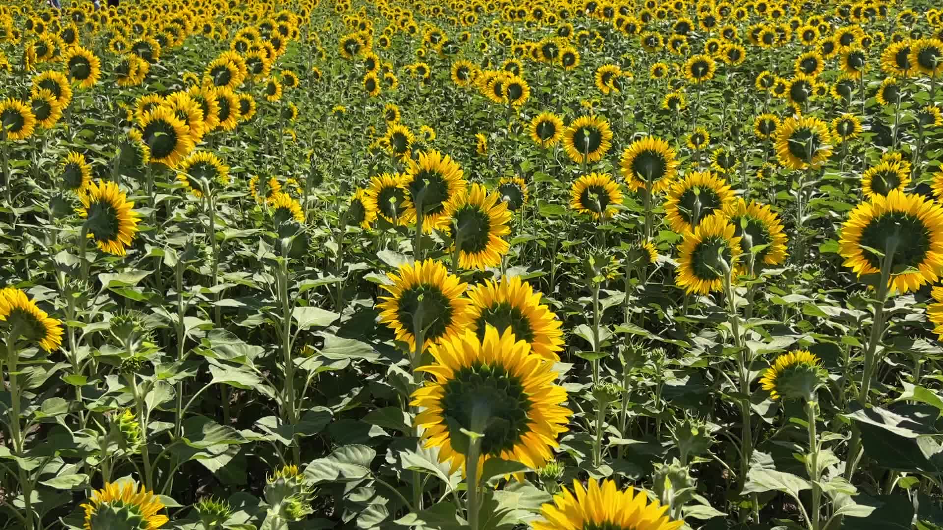 Sunflower field in Canada