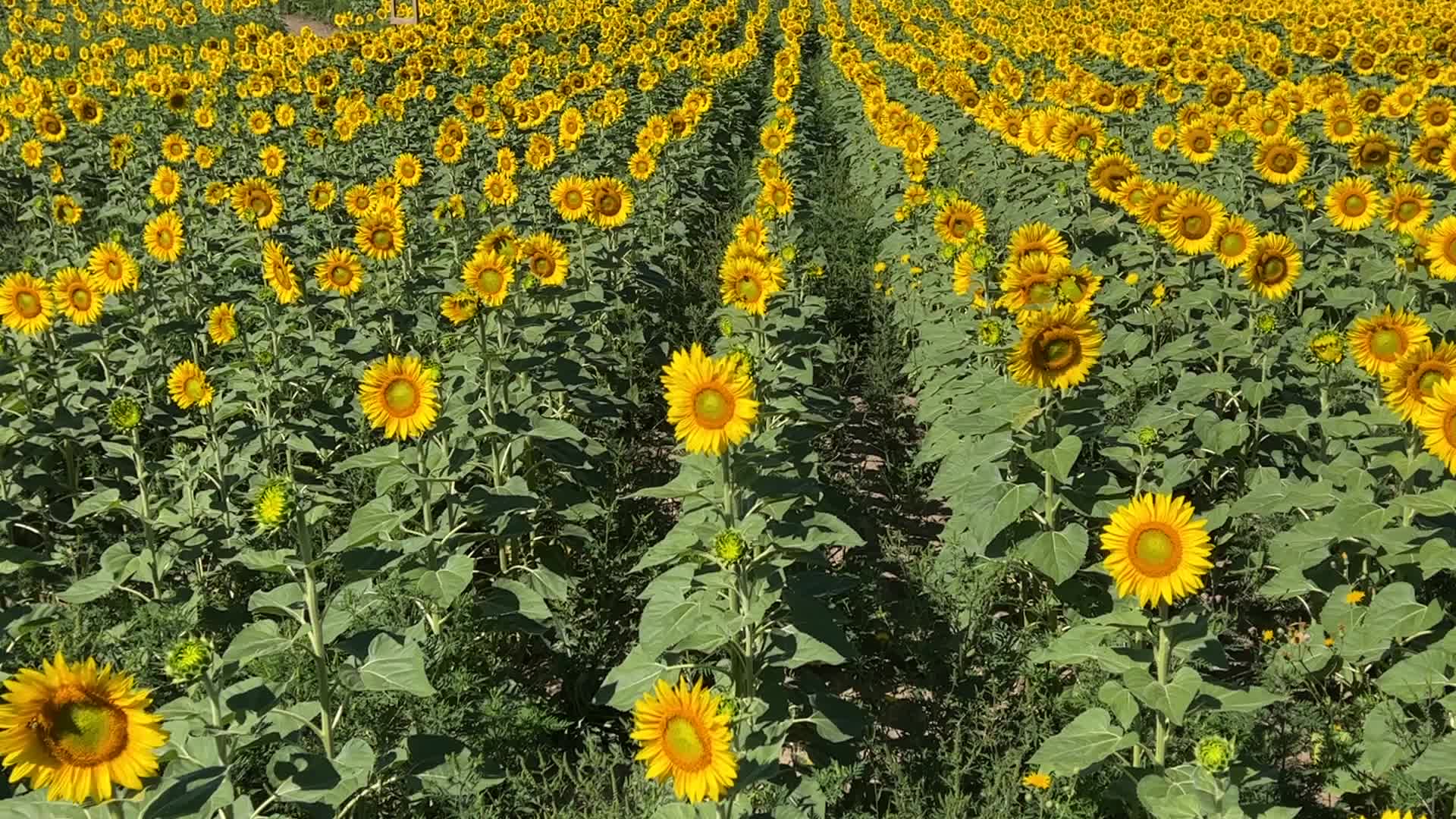 Sunflower field in Canada