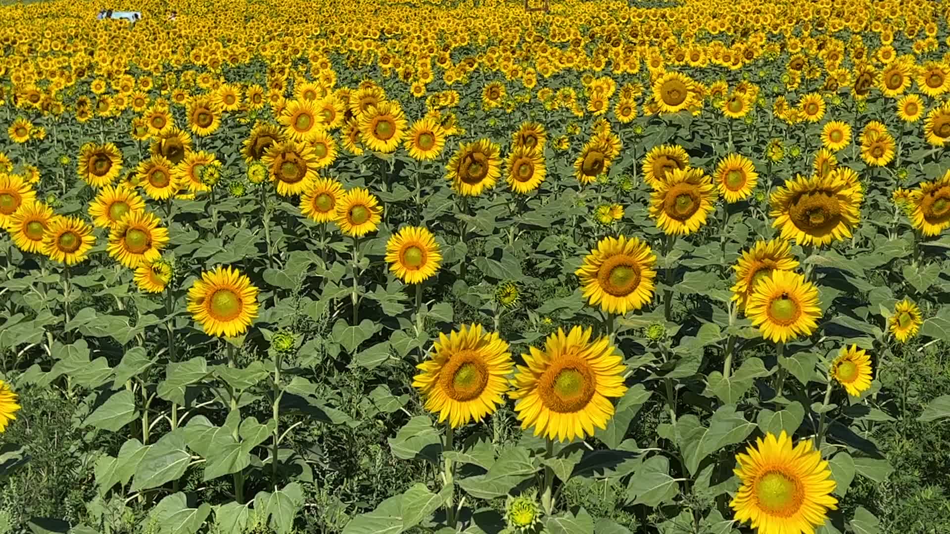 Sunflower field in Canada
