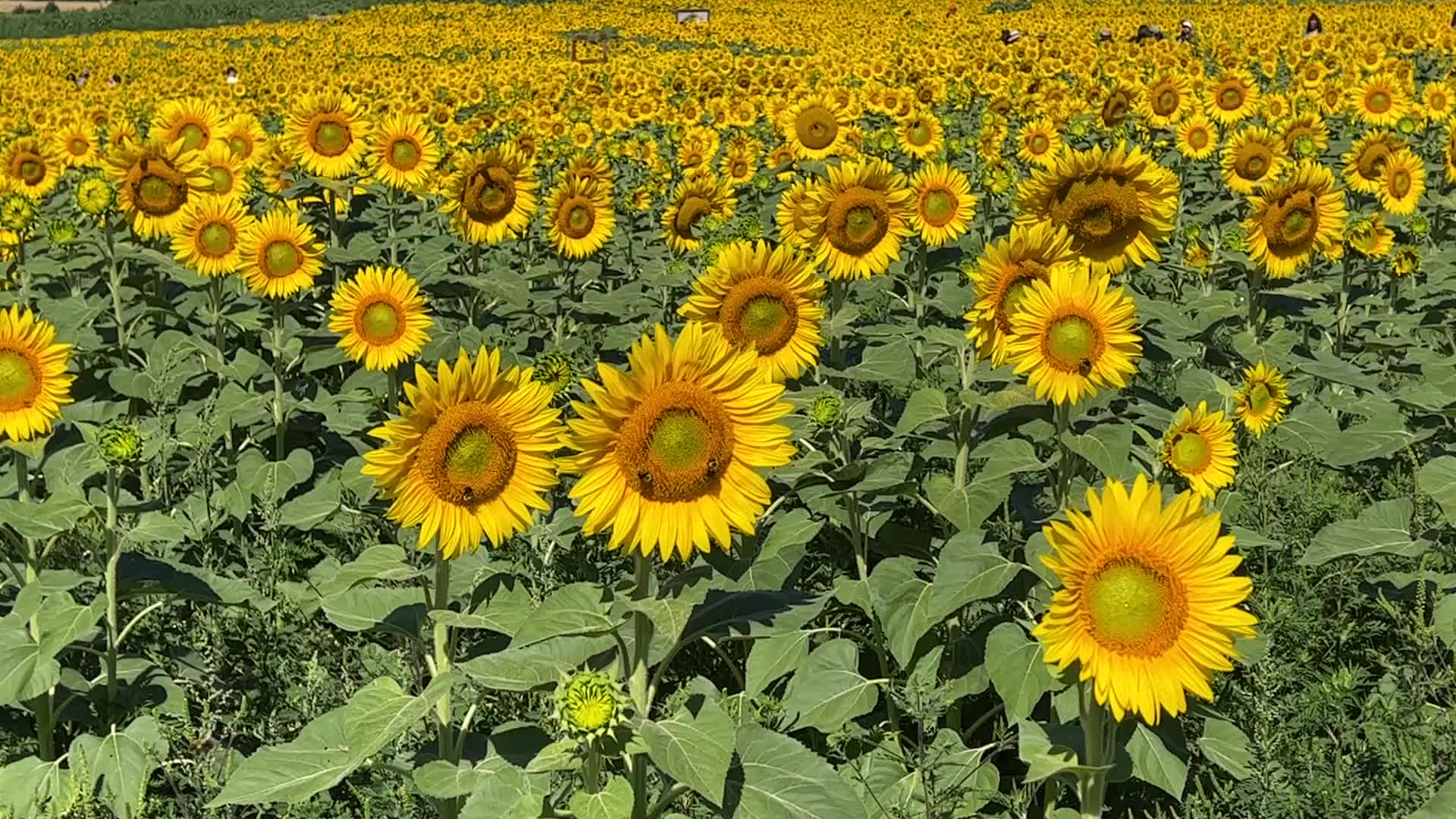 Sunflower field in Canada