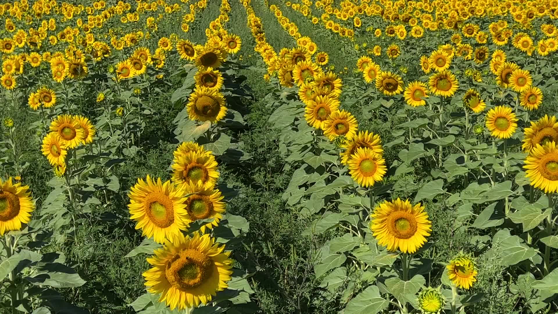 Sunflower field in Canada