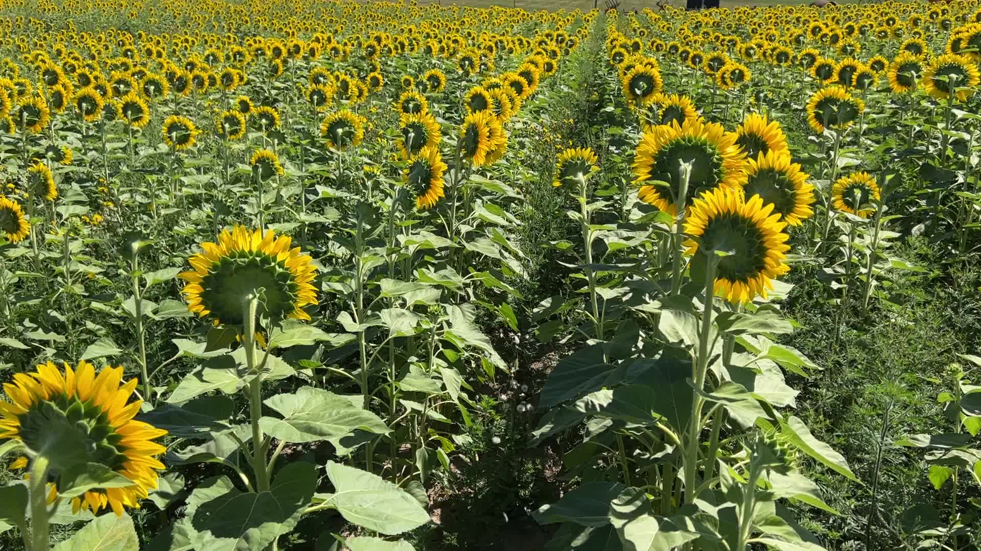 Sunflower field in Canada