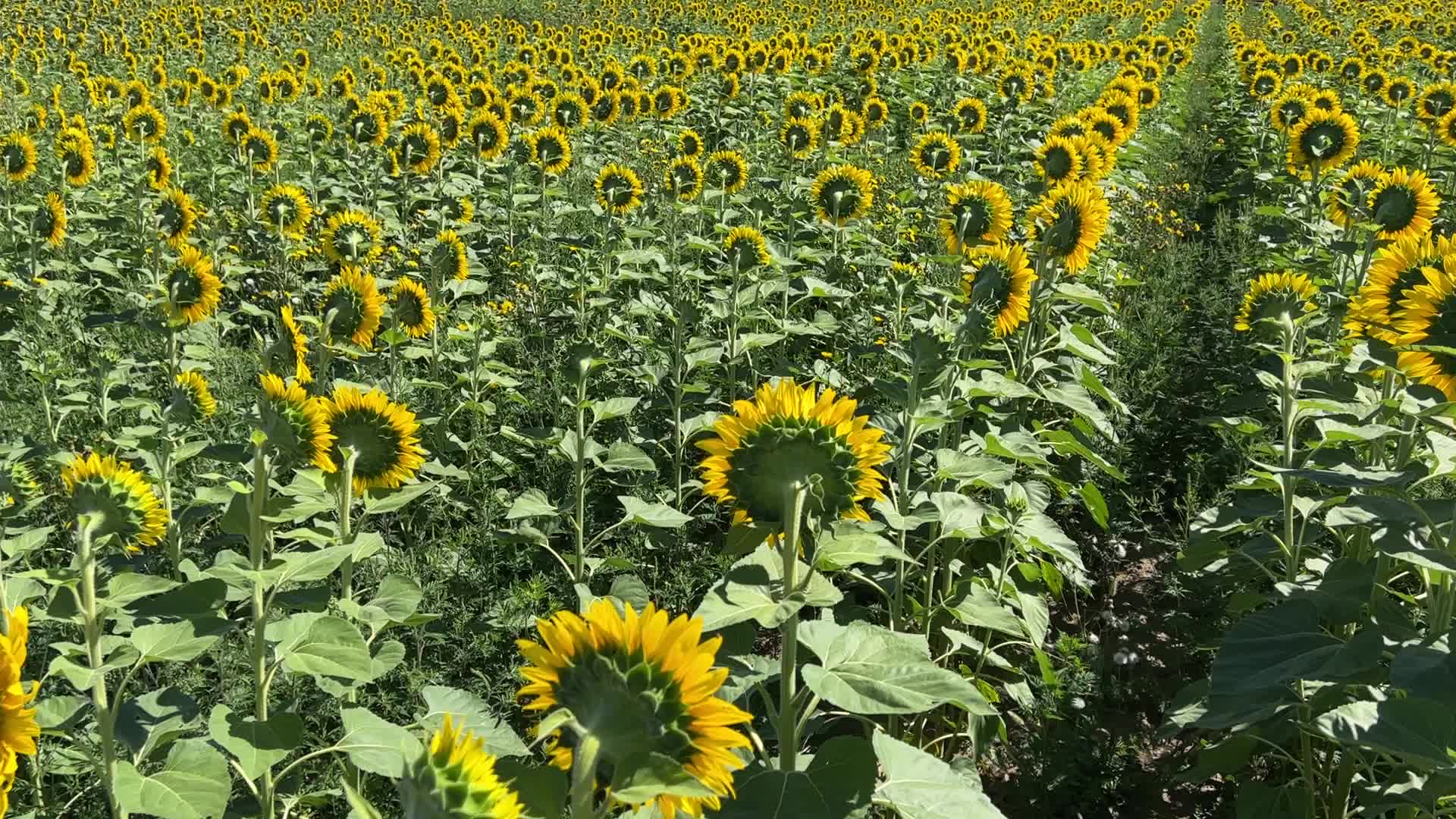Sunflower field in Canada