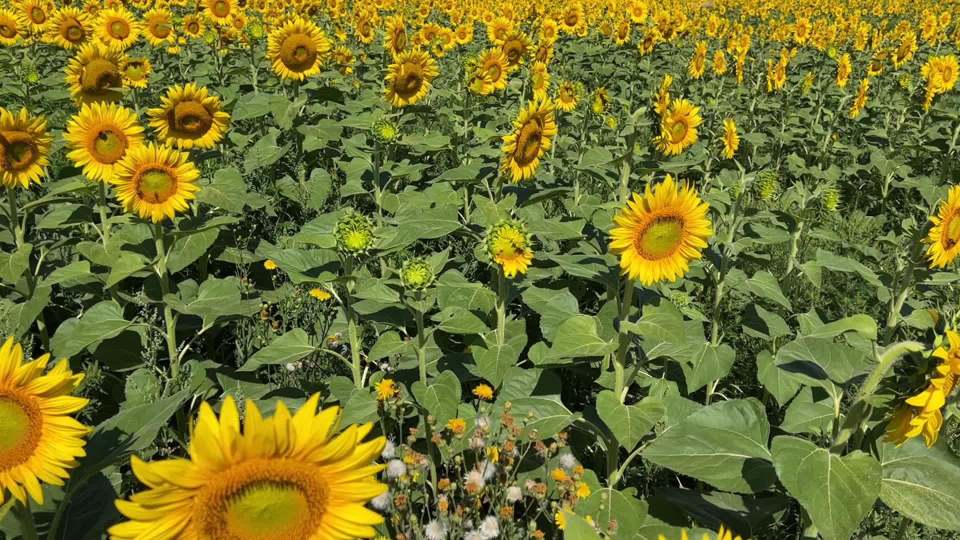 Sunflower field in Canada