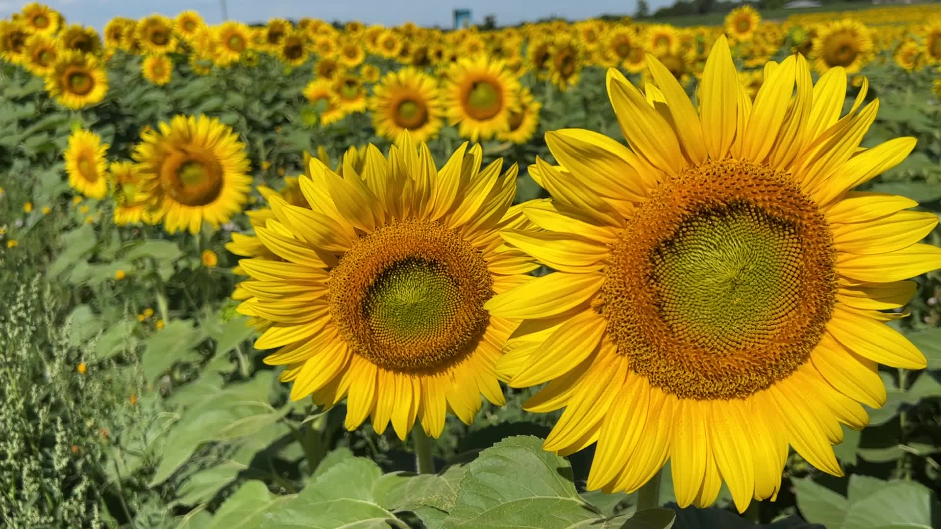 Sunflower field in Canada