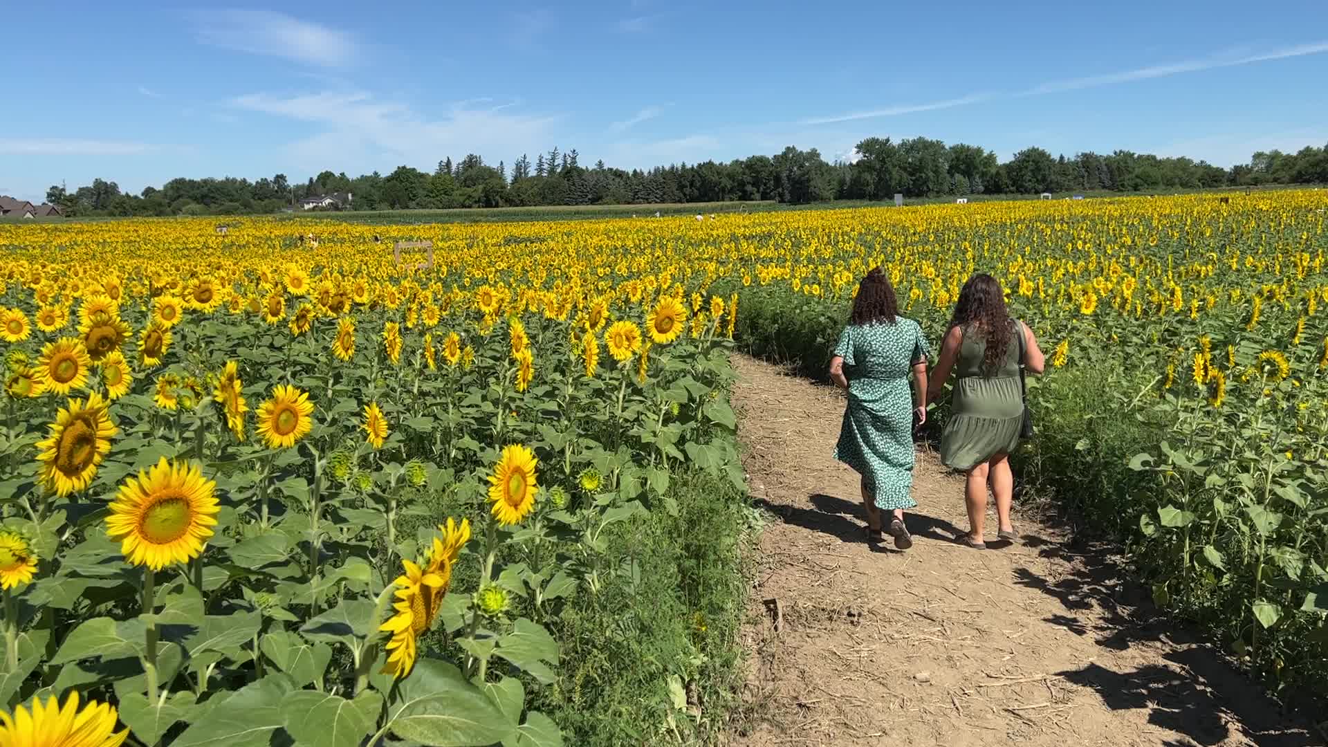 Sunflower field in Canada