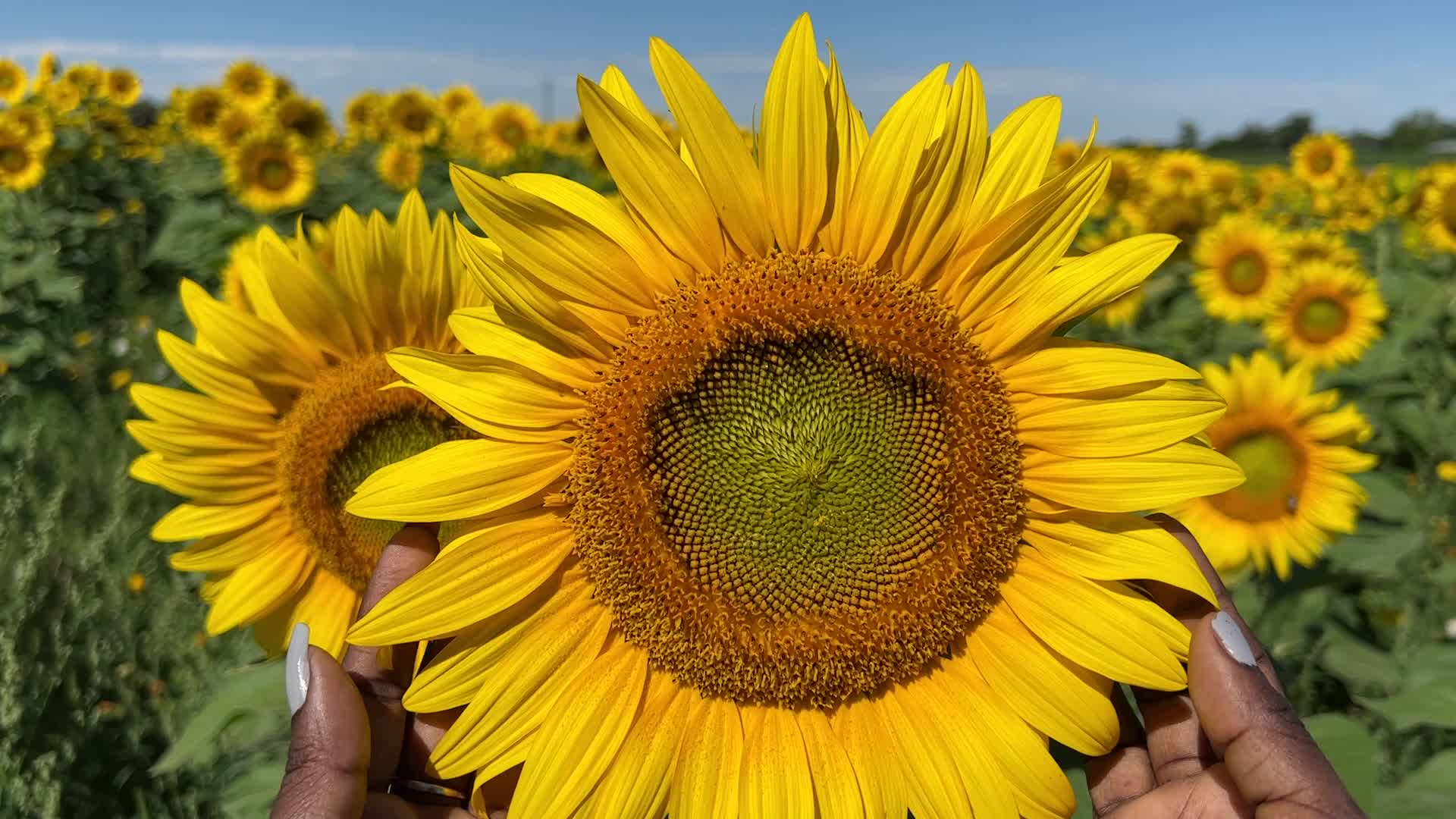 Sunflower field in Canada