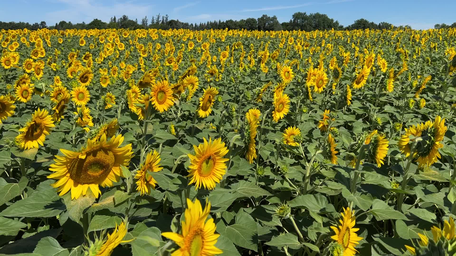 Sunflower field in Canada
