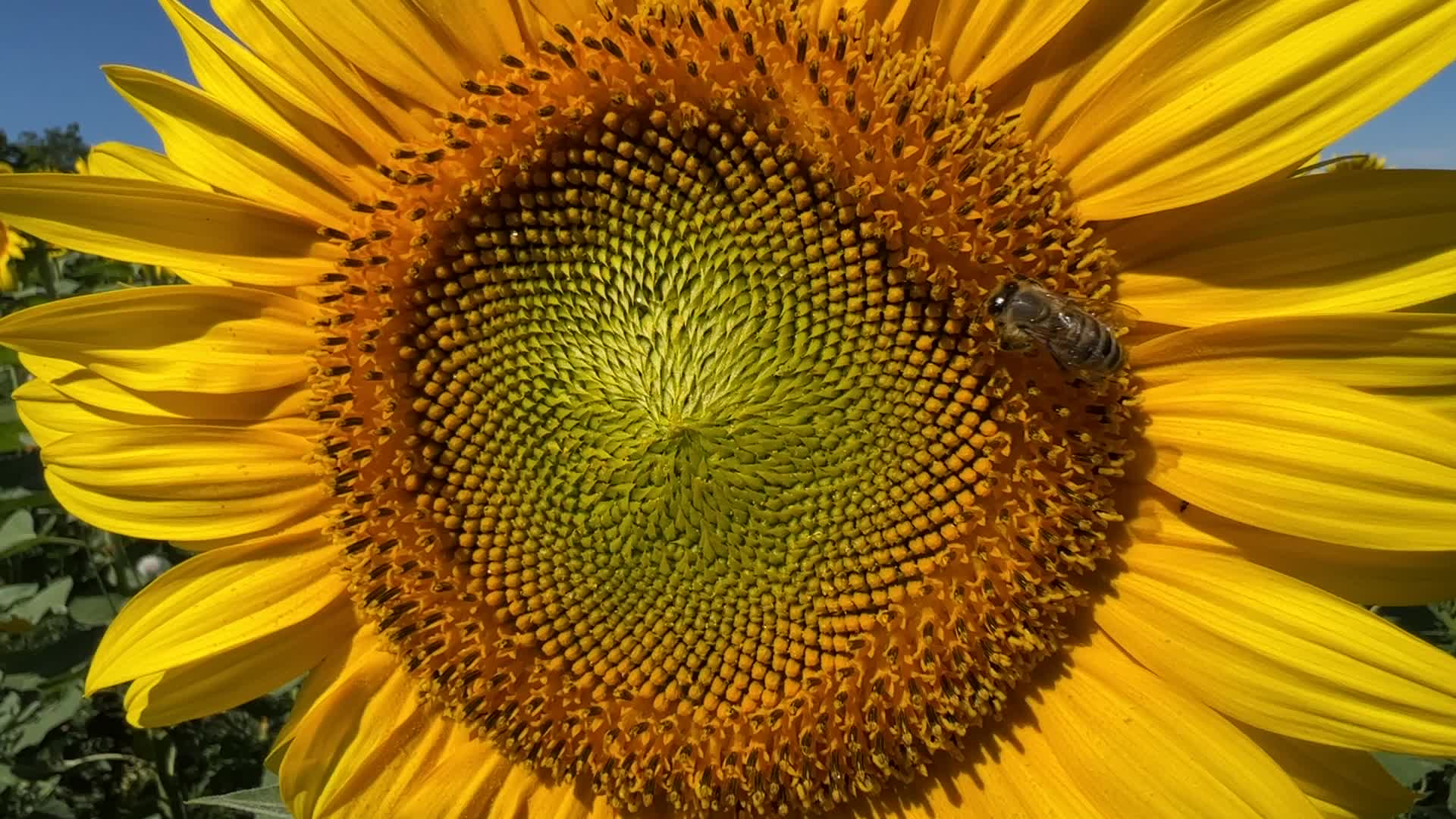 Sunflower field in Canada